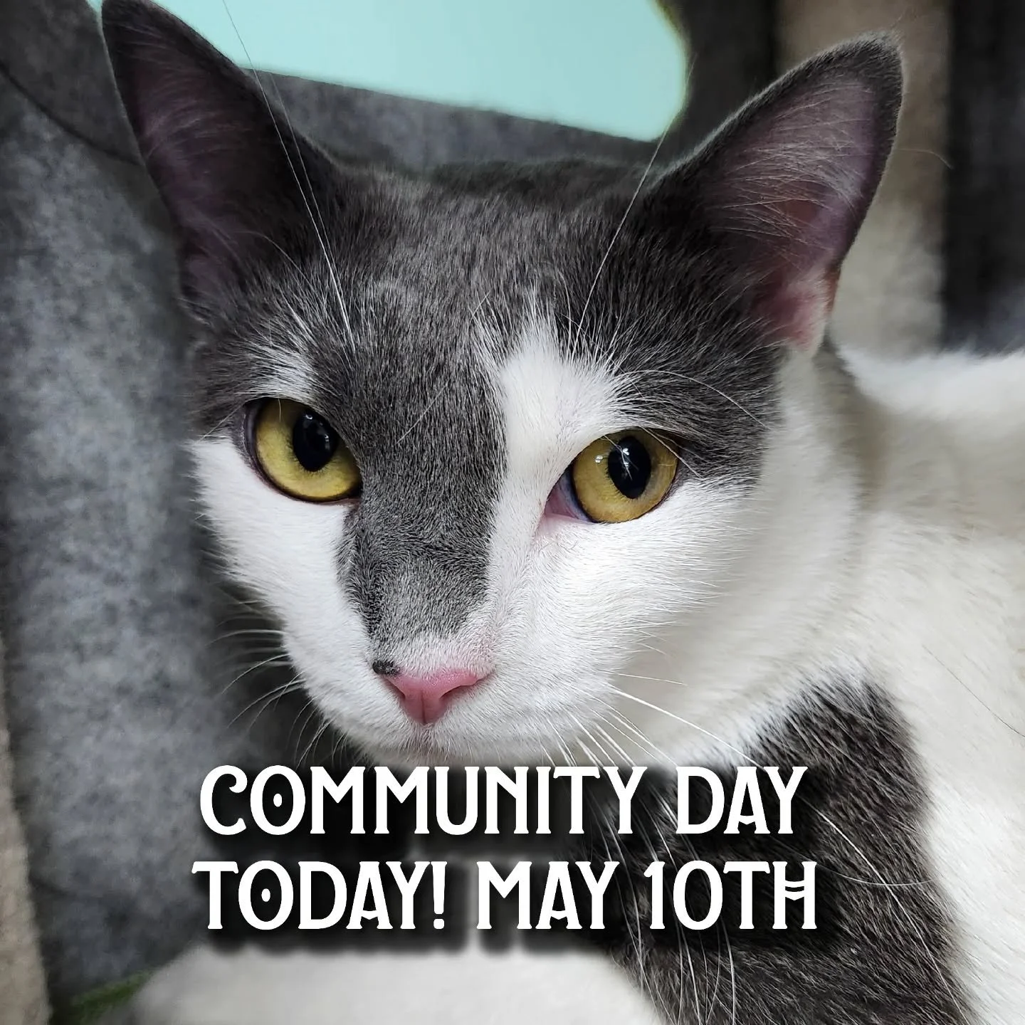 Community Day is Today, May 10th ✨️

Thank you for being so welcoming and for supporting our cat cafe 🫶 We are happy to be here for everyone and provide a third space for all 💗 

Meet drivers with Cars, Cats, &amp; Coffee from 12-2pm 🚘☕️🐈

Browse