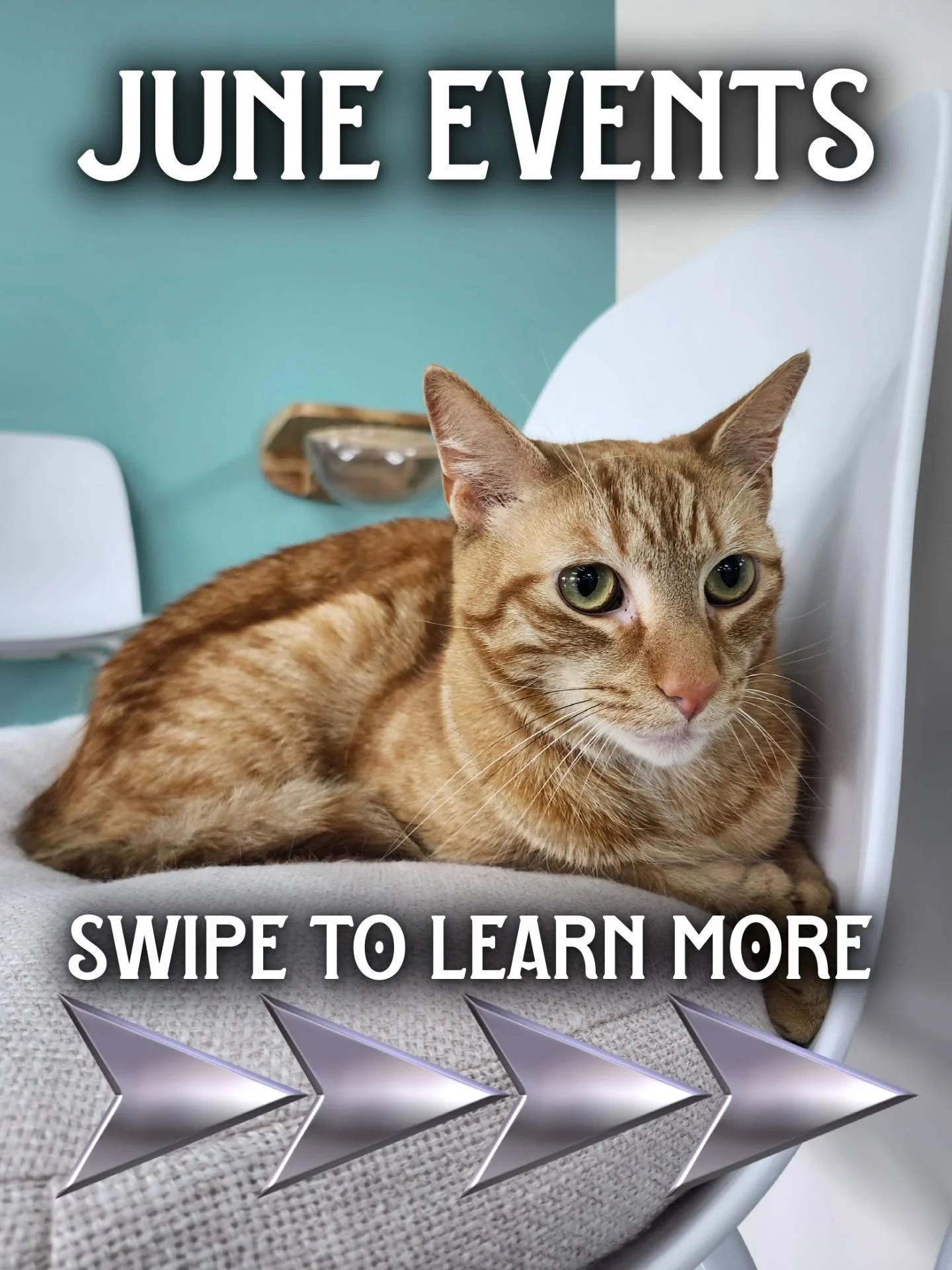We have a ton of New Events for you this June, with a community led craft workshop ✨️

Lego Batman Movie June 6th 8-10pm 🦇
$25/person Enjoy the movie as we turn our Cat Lounge into a theater 🍿

Cars, Cats, &amp; Coffee June 7th &amp; June 21st 12-2