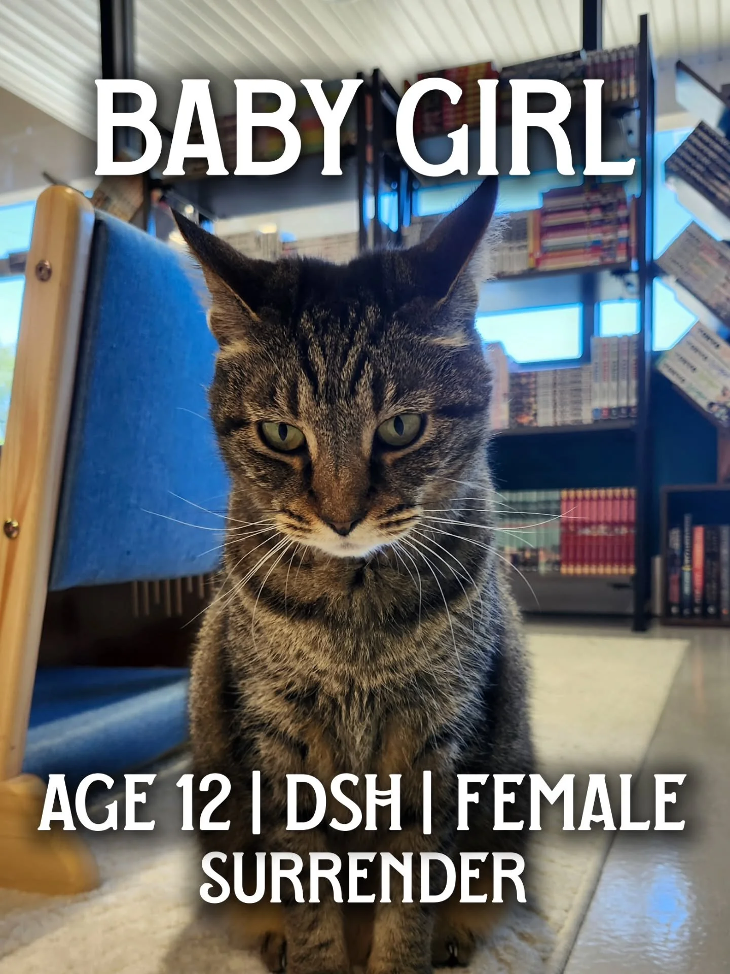6 cats have been adopted this past week ✨️

Zeke, Titan, Pistachio, &amp; Thorne went home last weekend and Carl &amp; Clyde will be going home tomorrow 🐈

Thank you all for creating such a wonderful space with us for the community &amp; the cats to