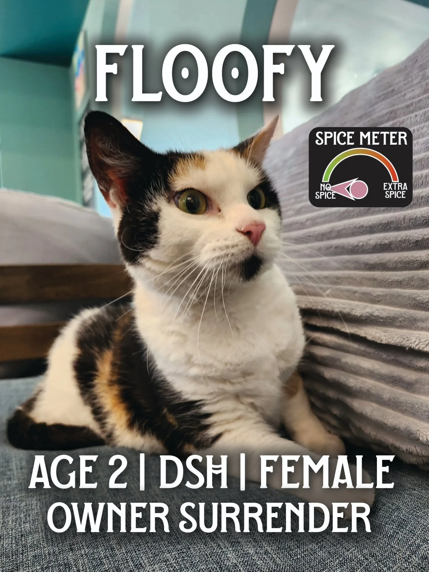 Choose your spice level 🌶🐾

Spice Levels have been added to all cat profiles ✨️

A visual guide to which cats are more approachable and which cats need a little more patience and time 🐈&zwj;⬛🐈

#Spice #SpicyCat #CatCafe #AdoptableCats #ChooseYour