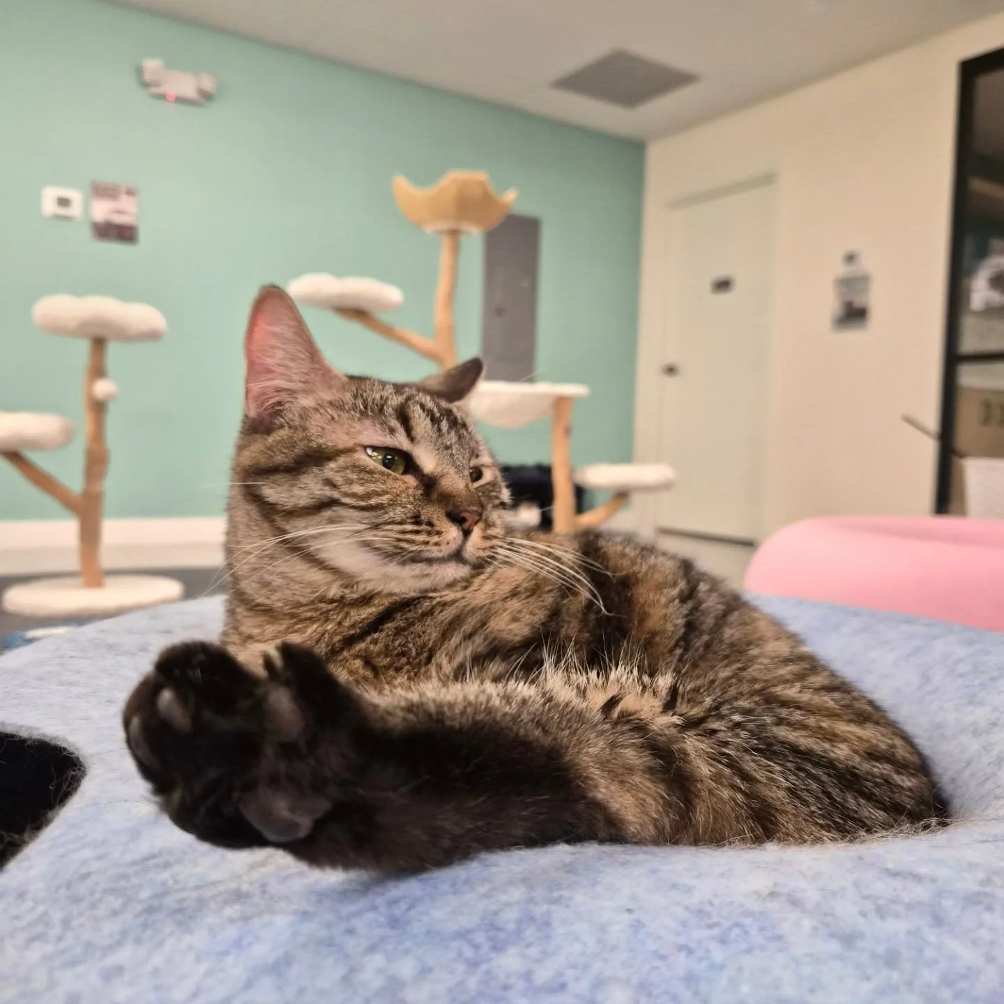 A few silly cat pictures for your feedback ✨️🐈&zwj;⬛🐾

Cute, adoptable cats to brighten your day 🫶

📍8480 Baltimore National Pike Ste 311, Ellicott City, MD 21043
Mon | 12pm-7pm
Tues | 12pm-7pm
Wed | 12pm-7pm
Thurs | Closed
Fri | 12pm-7pm
Sat | 3