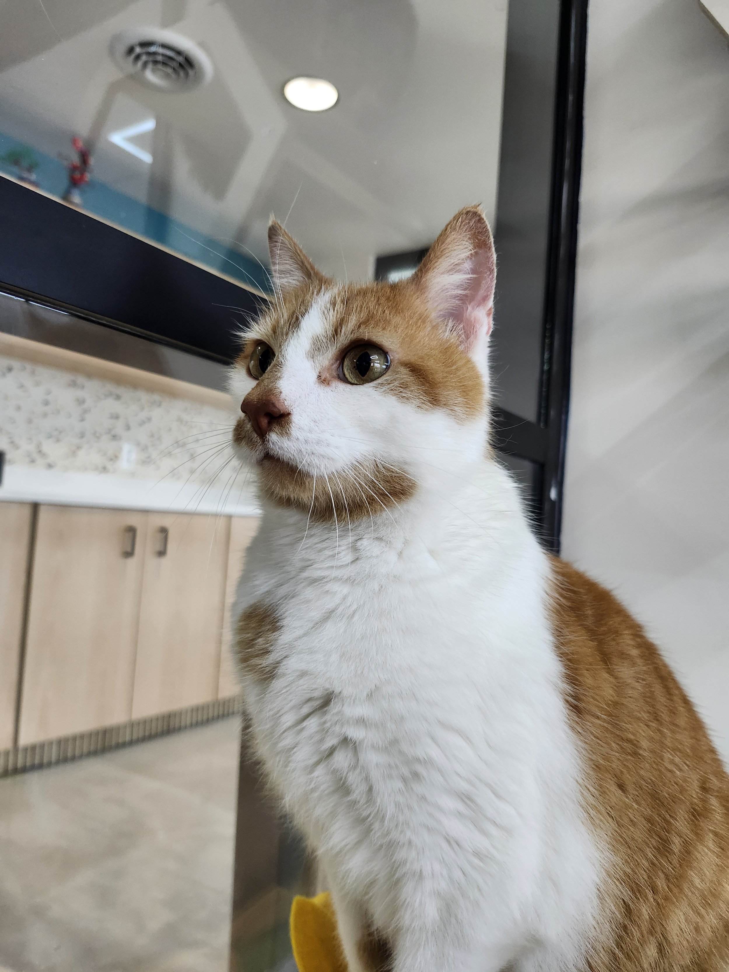 Henry, an orange & white adoptable rescue cat at the cat cafe in Ellicott City, Maryland, Luna Cat Collective.