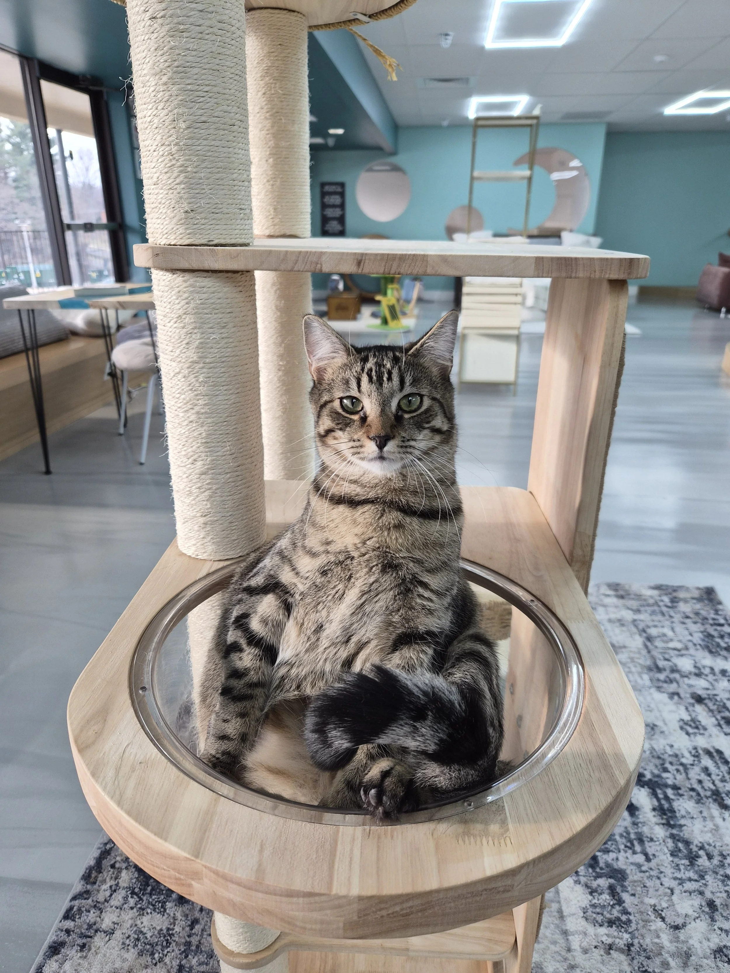 Vinnie, an adoptable rescue cat at the cat cafe, Luna Cat Collective, in Ellicott City, Maryland.