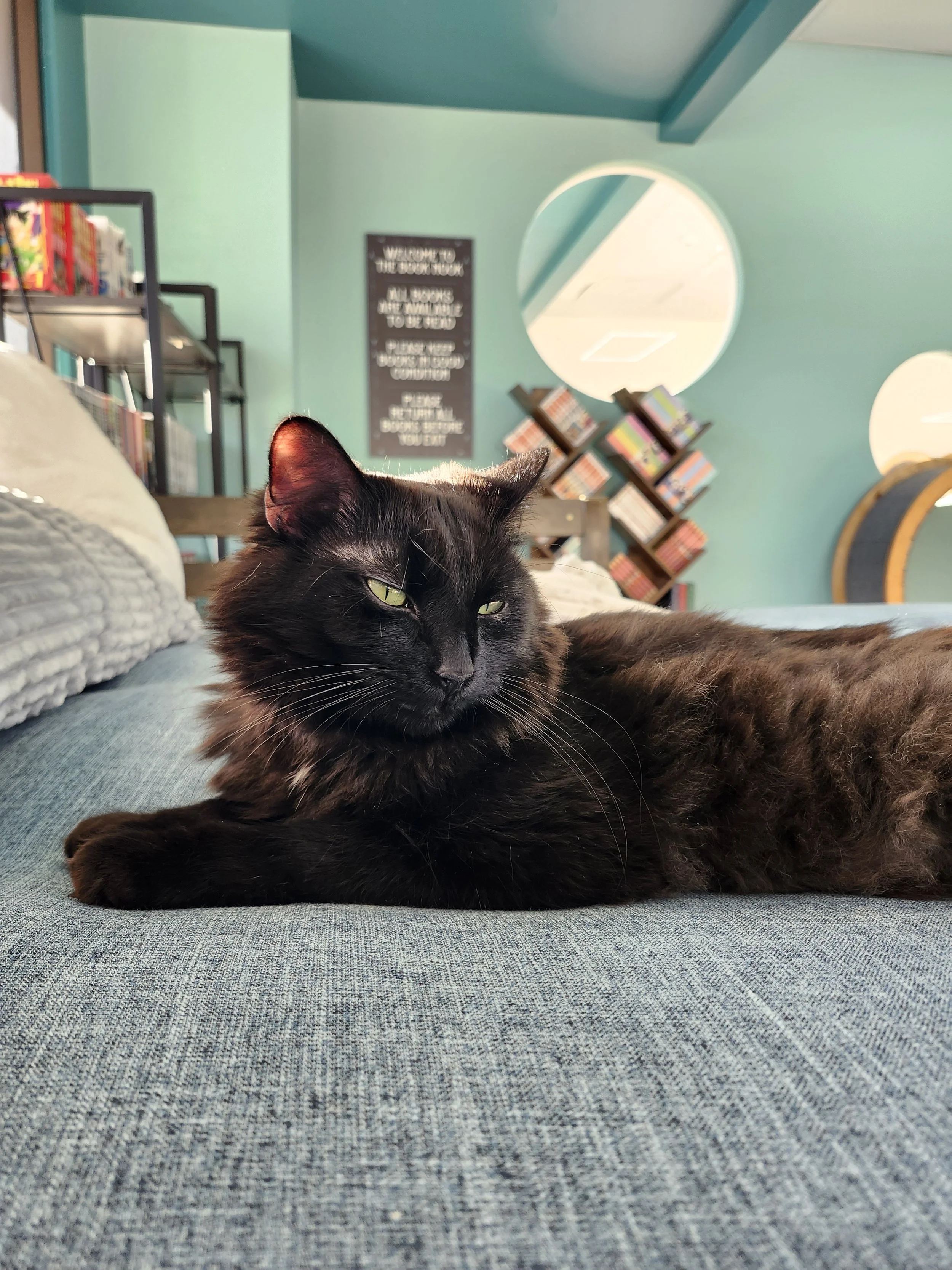 Luna, a long haired black adoptable rescue cat at the cat cafe Luna Cat Collective located in Ellicott City, Maryland within Howard County.
