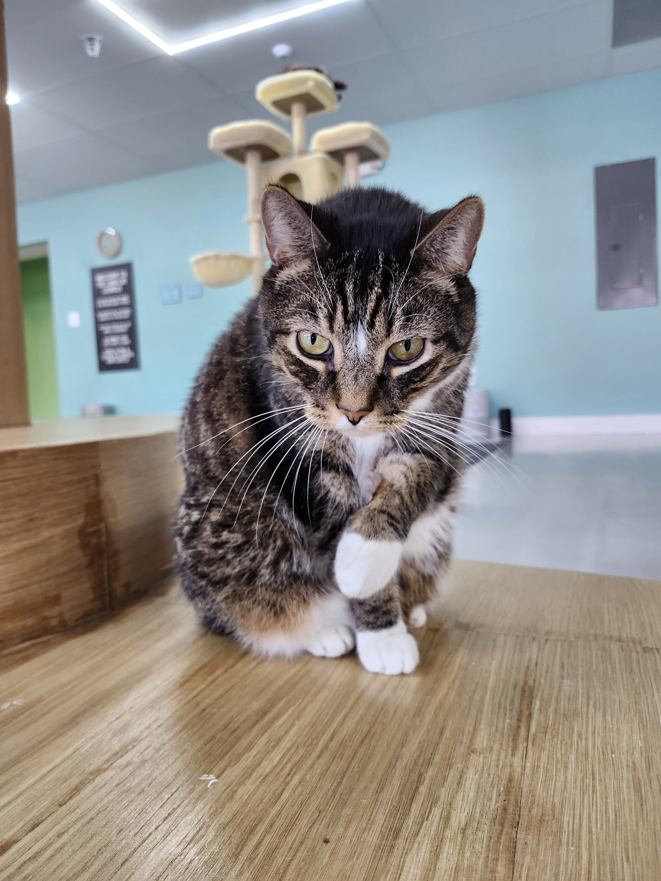 Zeke, an adoptable rescue cat at the cat cafe, Luna Cat Collective in Ellicott City, Maryland in Howard County.