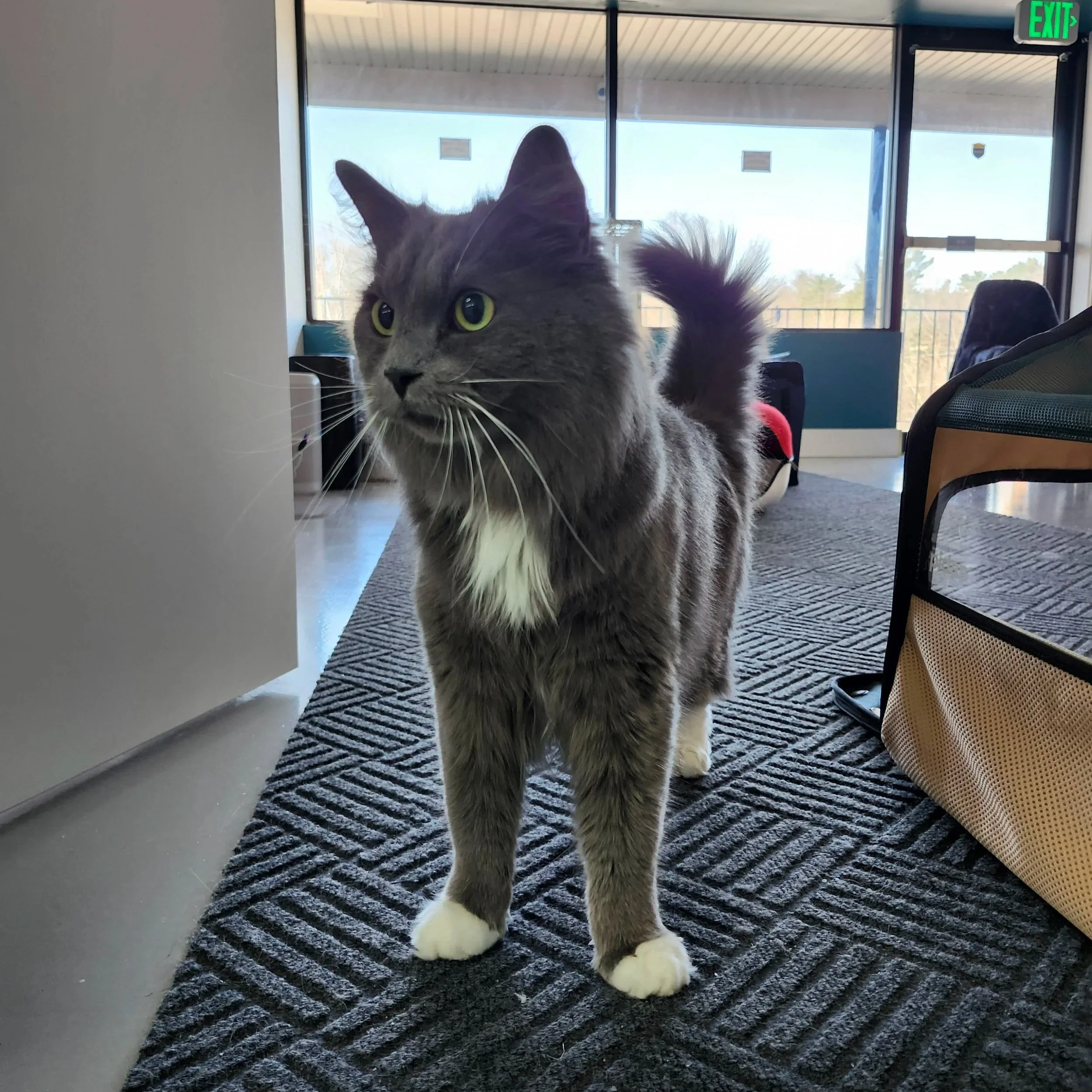Burberry, a long haired grey & white adoptable rescue cat at Luna Cat Collective, Howard County's first cat cafe in Ellicott City, Maryland.