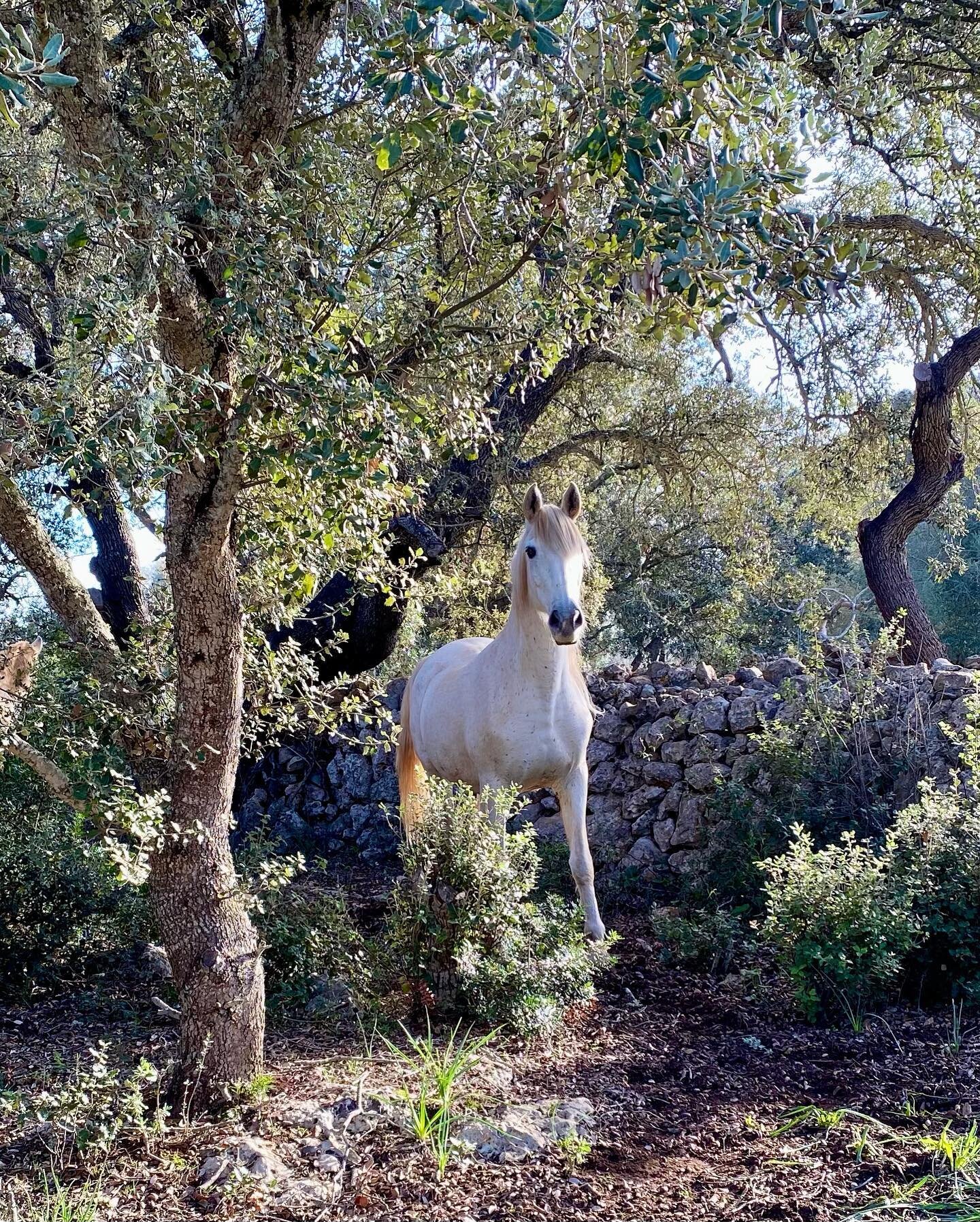 Our horse forest here at Rancho Fino Rescue is so magical&hellip; &hearts;️

So many people, friends, also our Rancho Fino supportive family dont actually know its there&hellip; 

The place where the biggest part of our herd of horses lives happy and