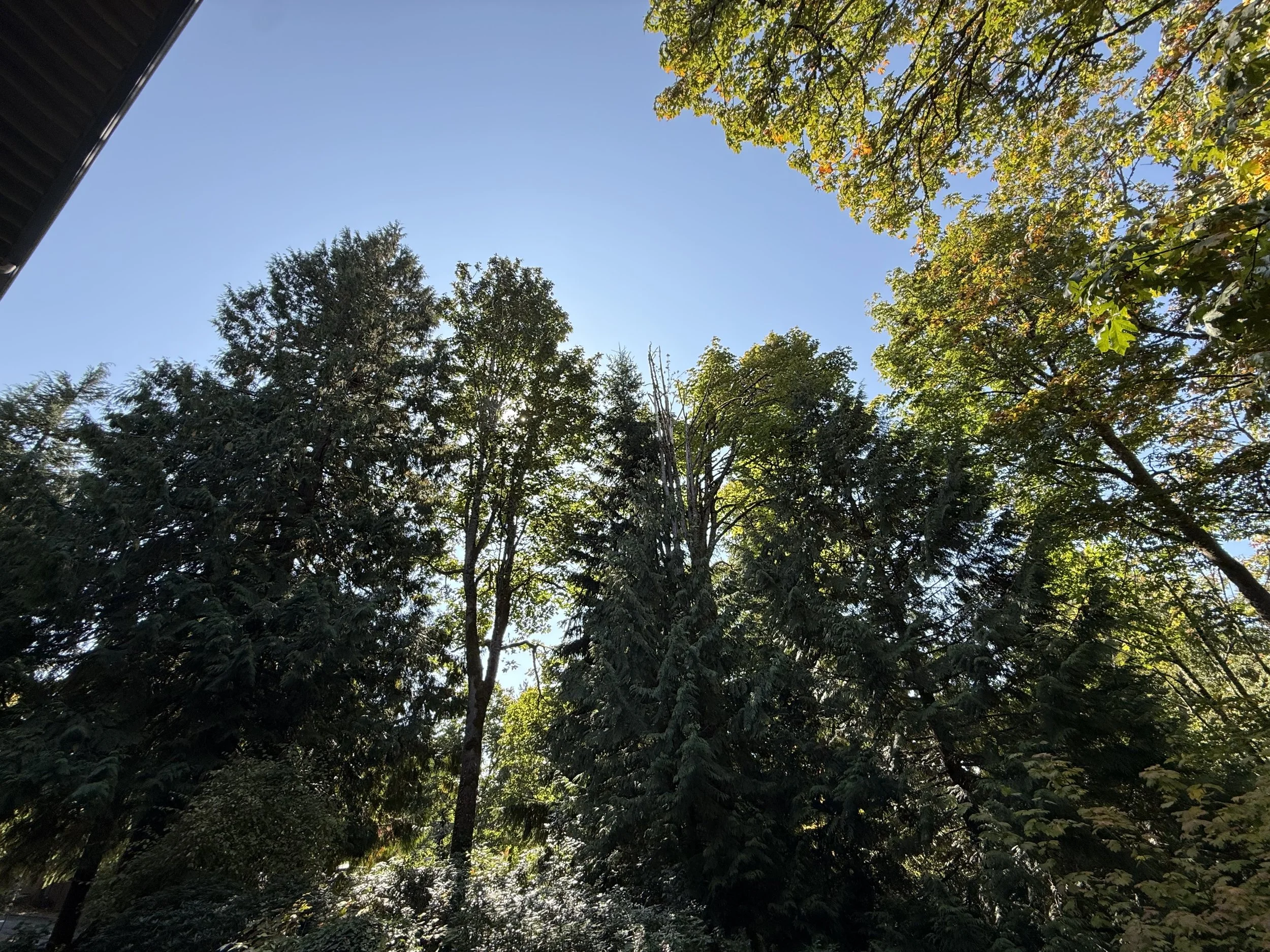 Established tree canopy over the playground