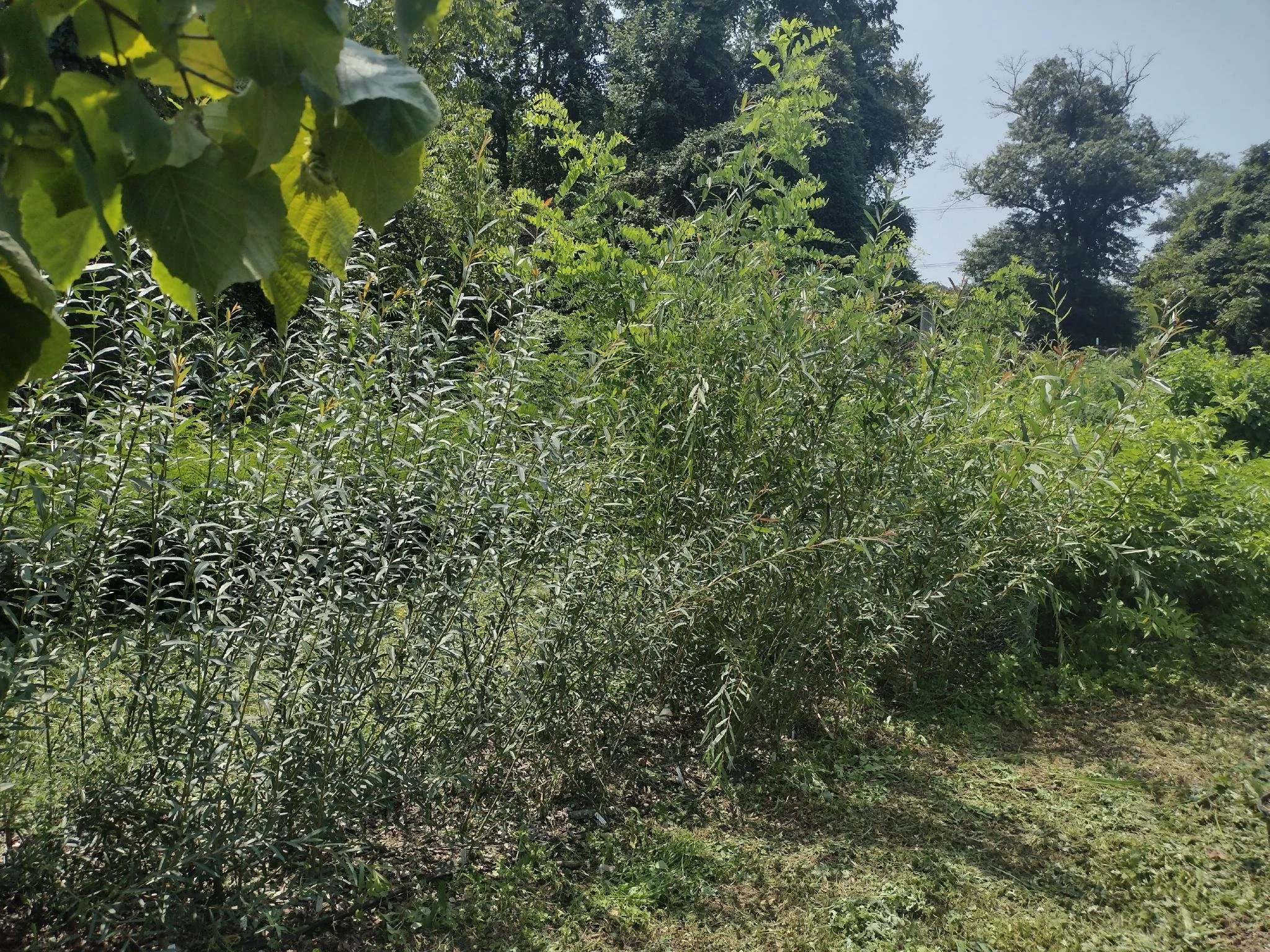Willow — Hostile Takeover Tree Nursery