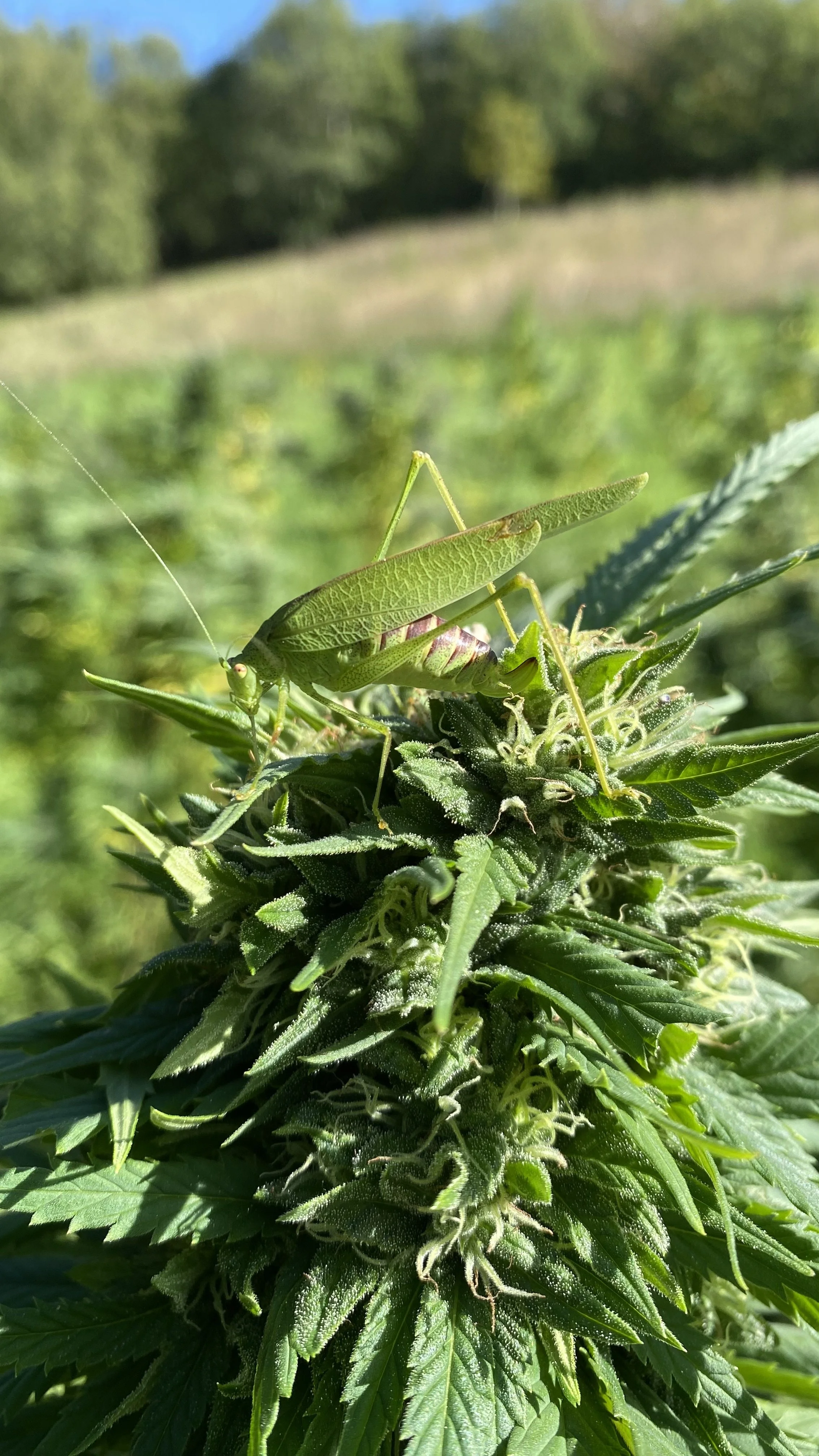 Une sauterelle sur une fleur de cbd en plein champs chez AUM SATIVA en Lozère. Culture sans pesticides.