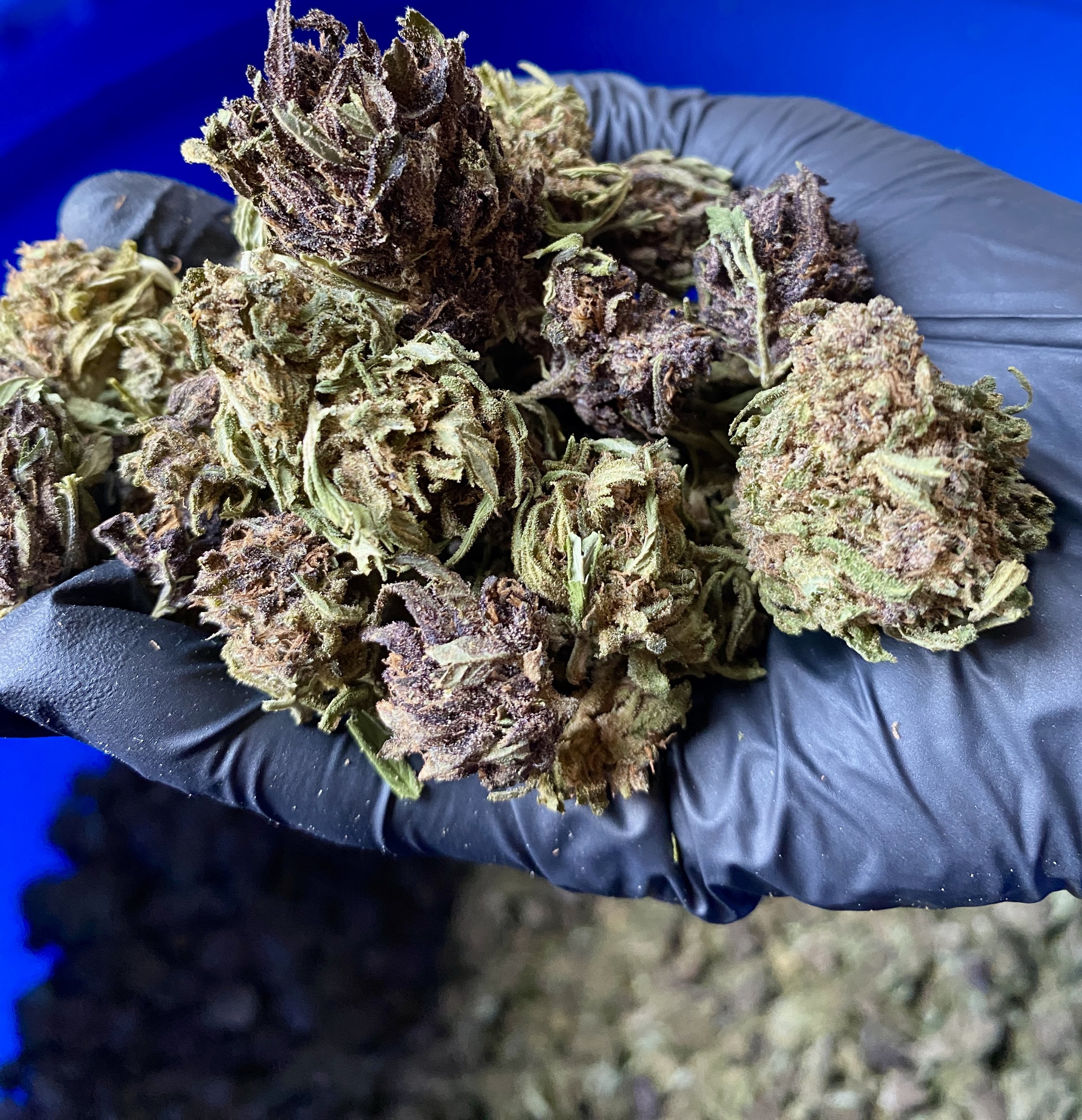 Small Buds de cbd Bio Aum Sativa Lozere