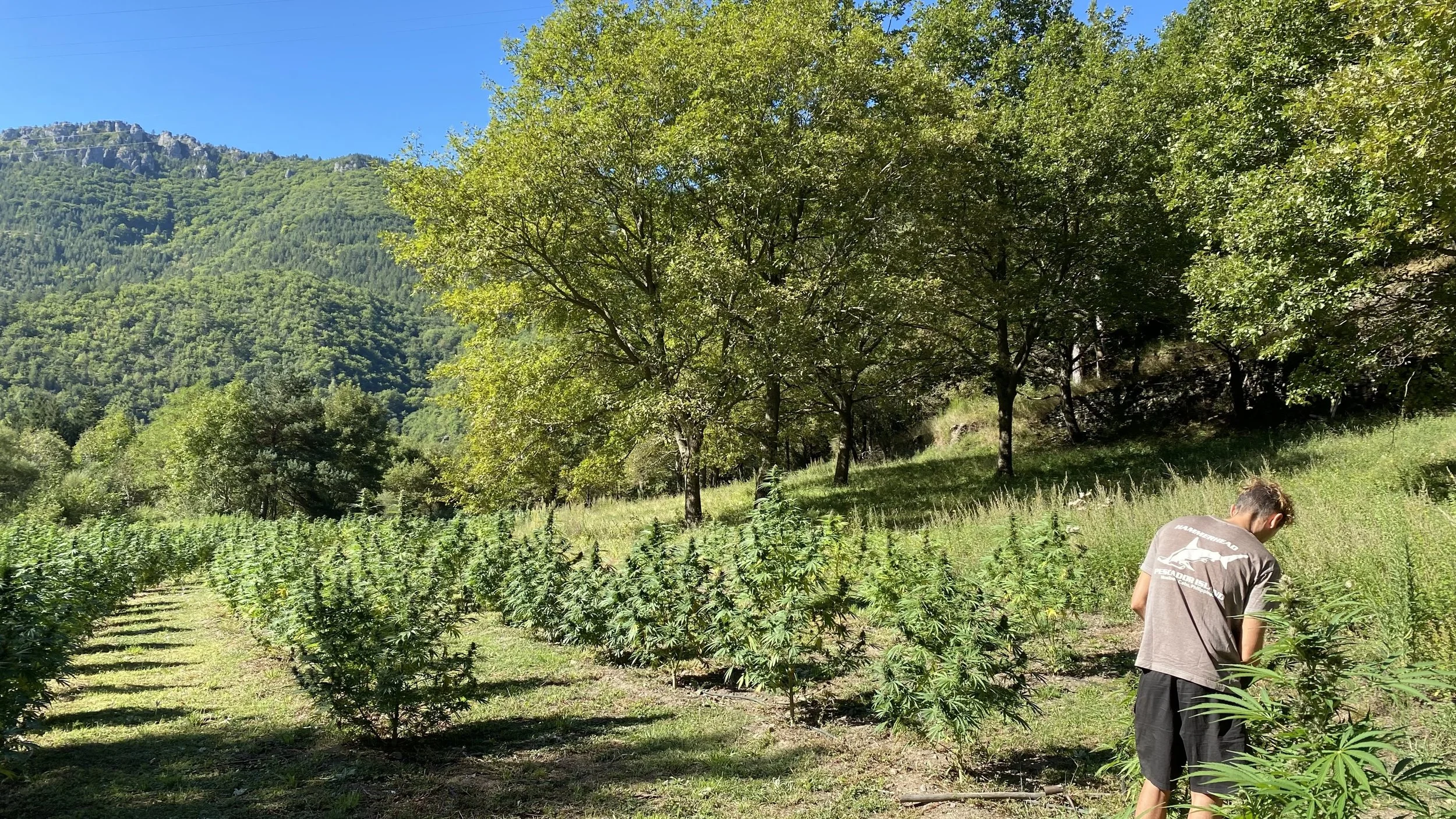 Boris Fayet, cannabiculteur et fondateur d'Aum Sativa, sur une de ces parcelles de fleurs de chanvre CBD en Lozère.
