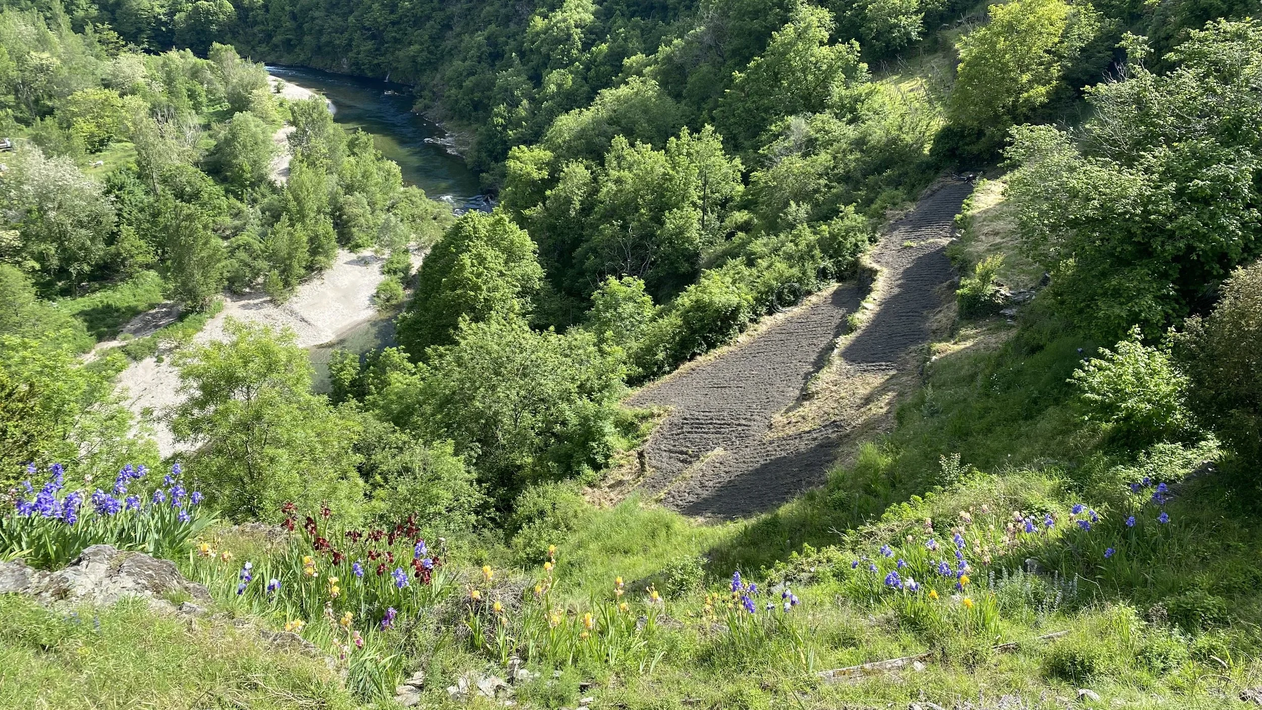 Paysage verdoyant du parc national des cevennes, avec une rivière, le Tarn, serpentant à travers une forêt dense, et des parcelles de cbd bio Aum sativa cultivée en pente. Fleurs colorées au premier plan.