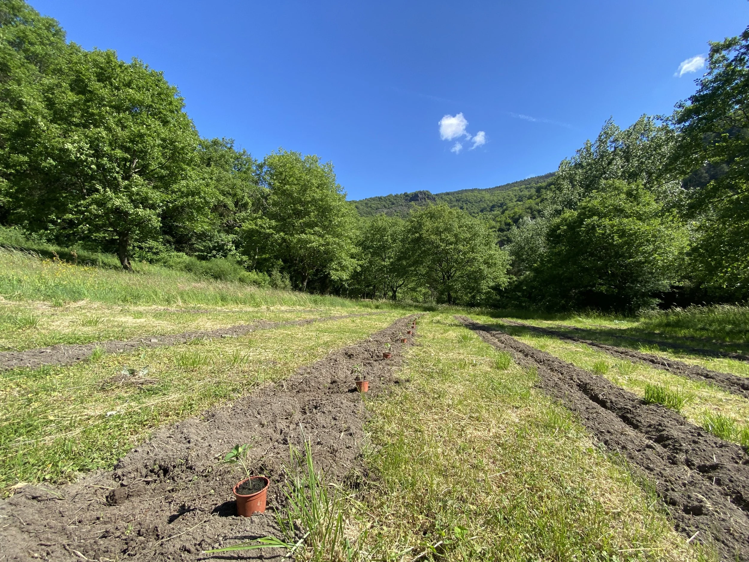 Jeunes plants de fleurs de CBD bio Aum Sativa sur sol vivant en Cévennes
