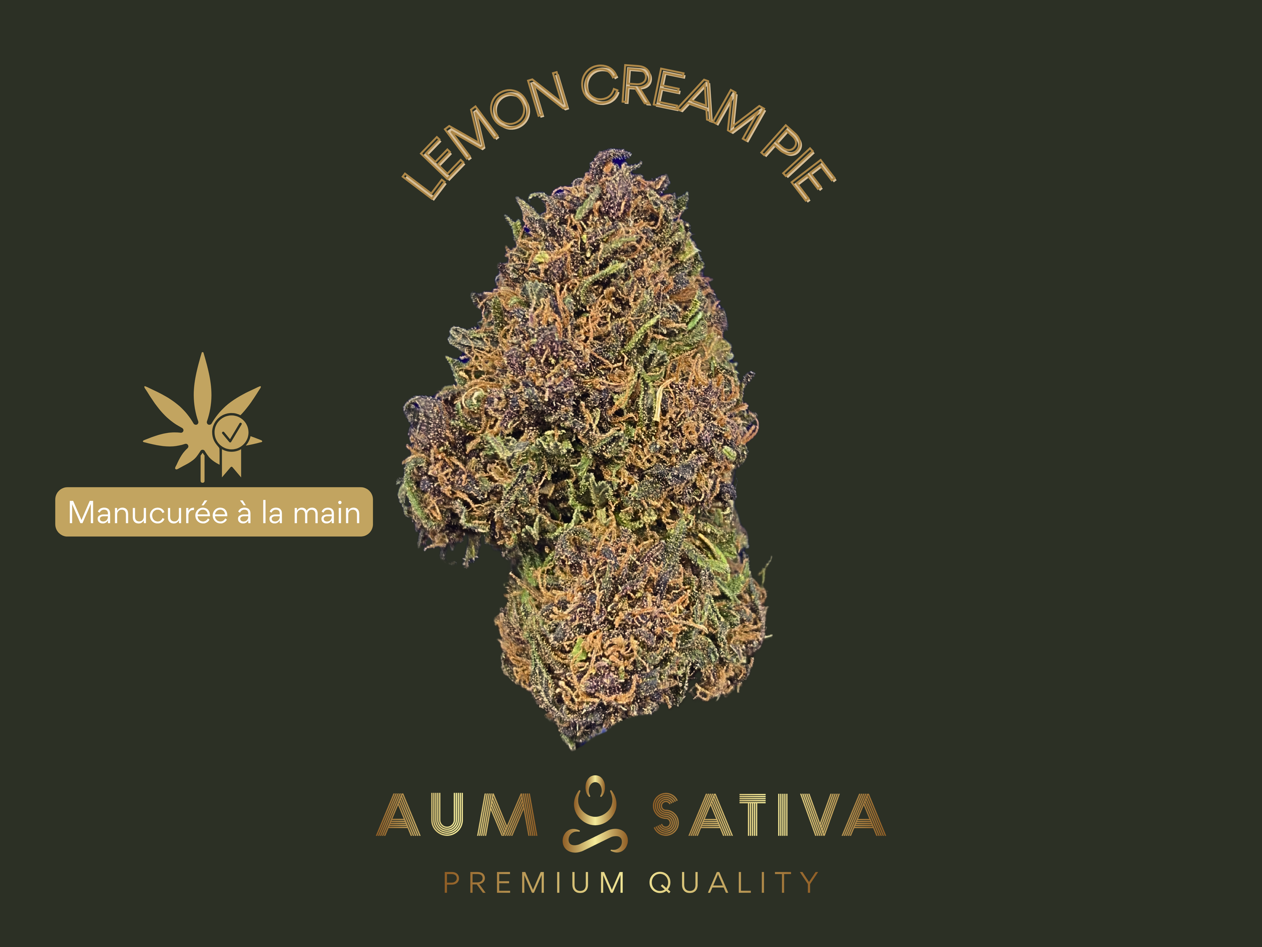 Fleur de CBD Lemon Cream Pie cultivée en agriculture biologique par Aum Sativa en Lozère.