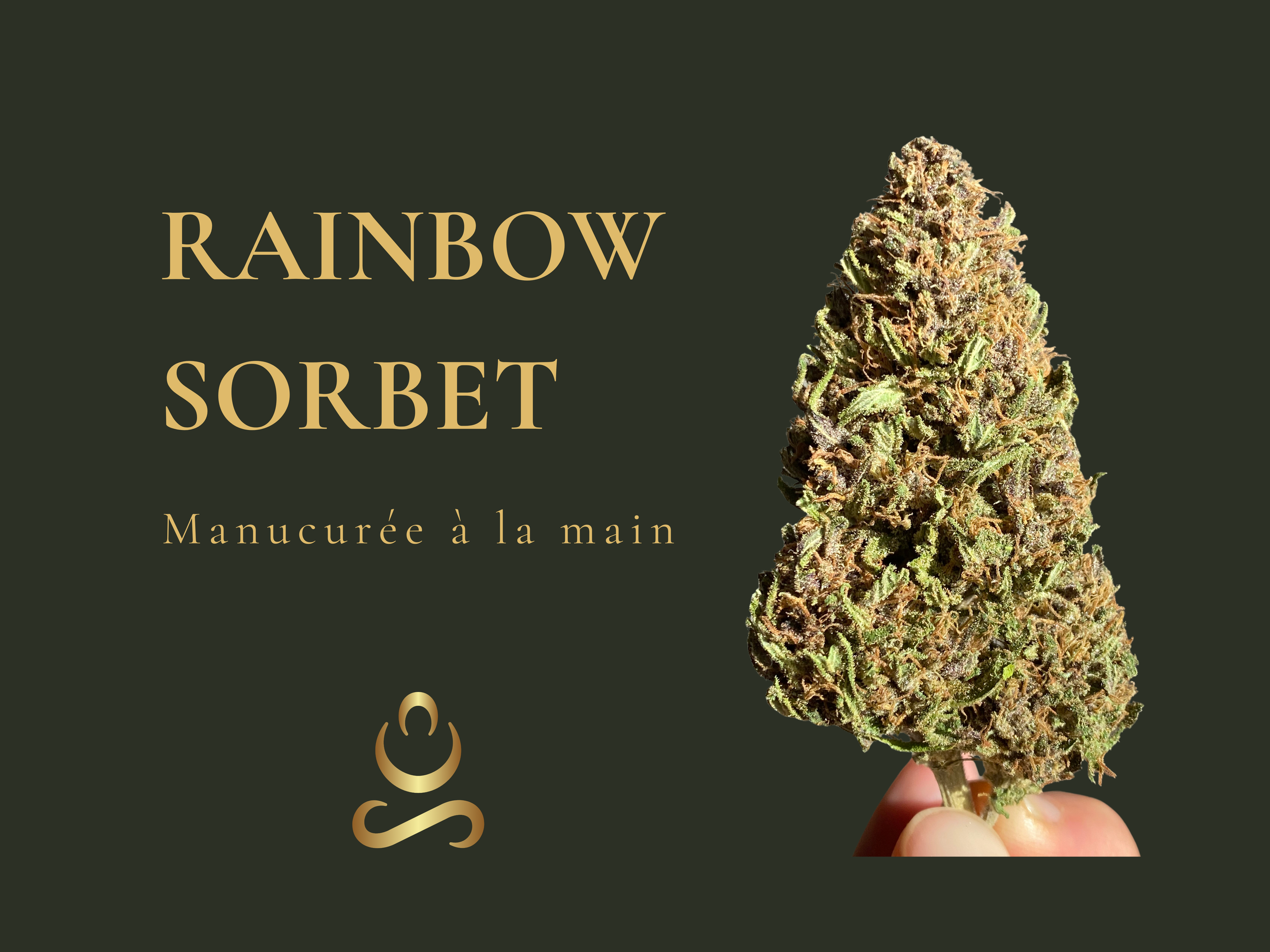 Tête de fleur de CBD Rainbow Sorbet bio plein champ, manucurée à la main au Domaine Aum Sativa pionnier du CBD Francais sur petites surfaces