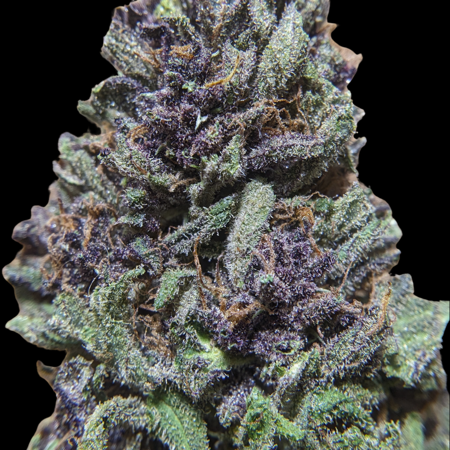 Rainbow-Sorbet-Aum-Sativa-Testeur-de-CBD-1536x1536 (1).png