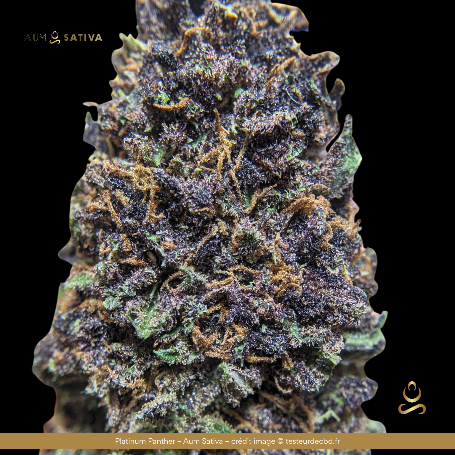 Platinum Panther_ Aum Sativa_by_Testeur de CBD.png