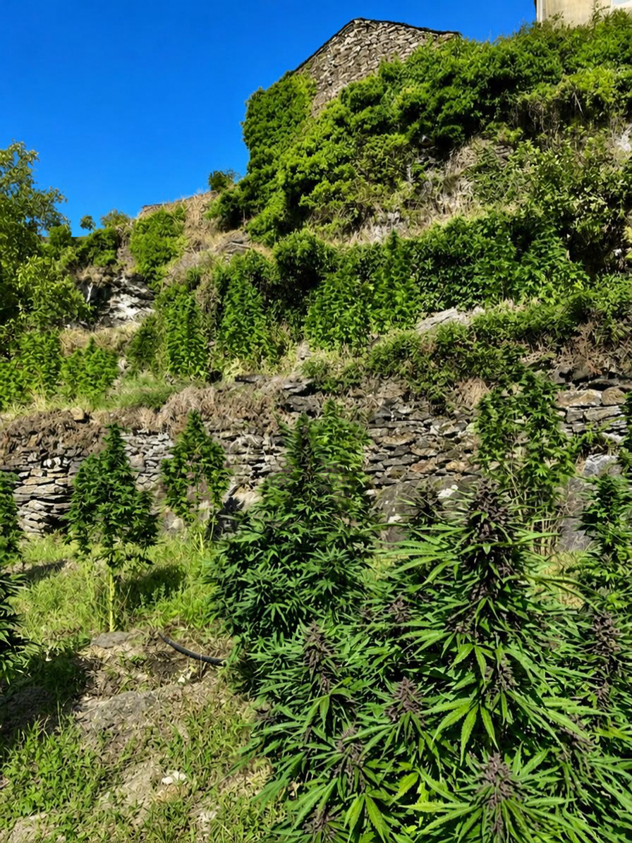domaine aum sativa_cevennes_cbd_bio