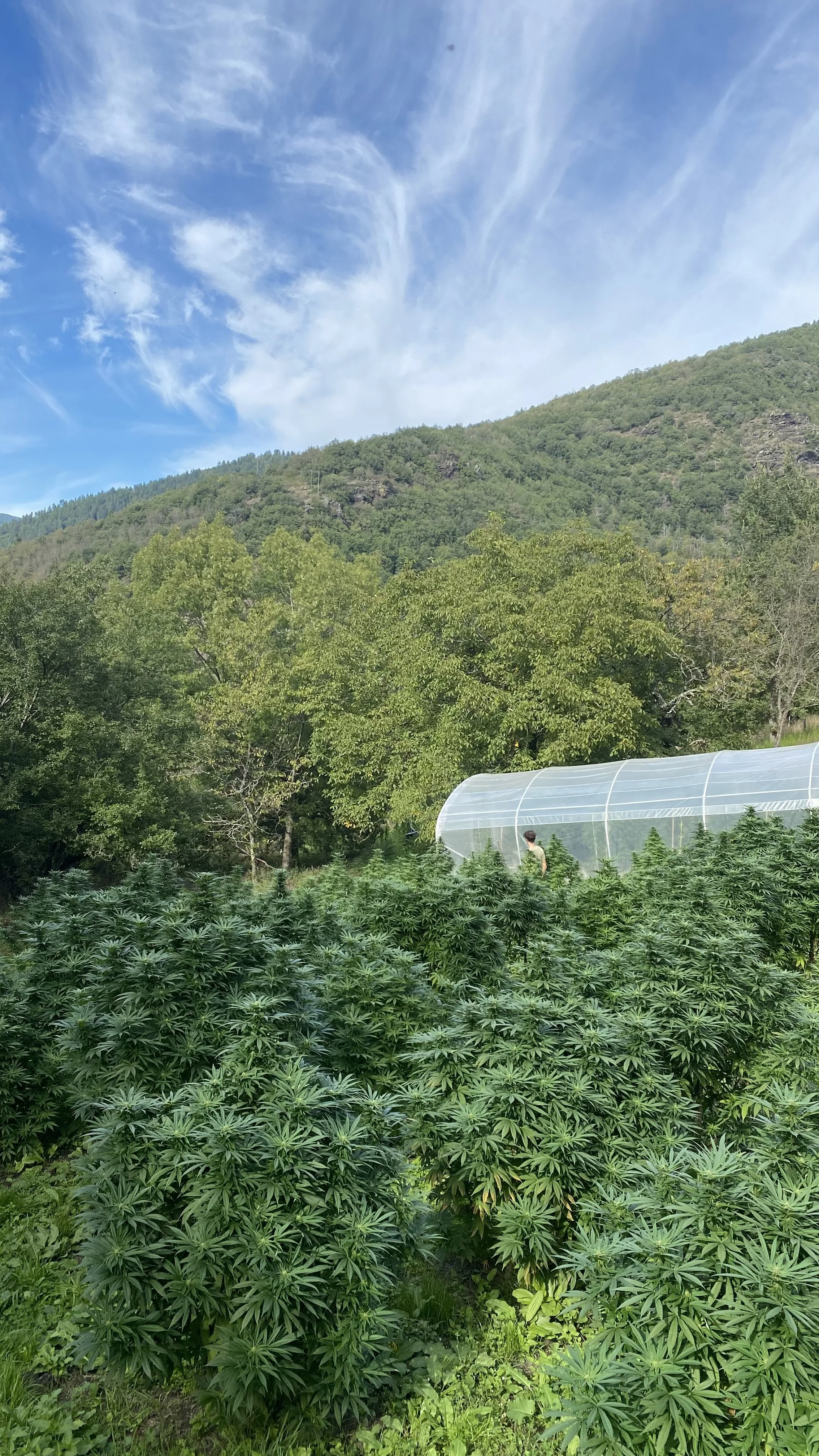 Chanvrière Biologique en Lozère CBD AUM SATIVA en occitanie