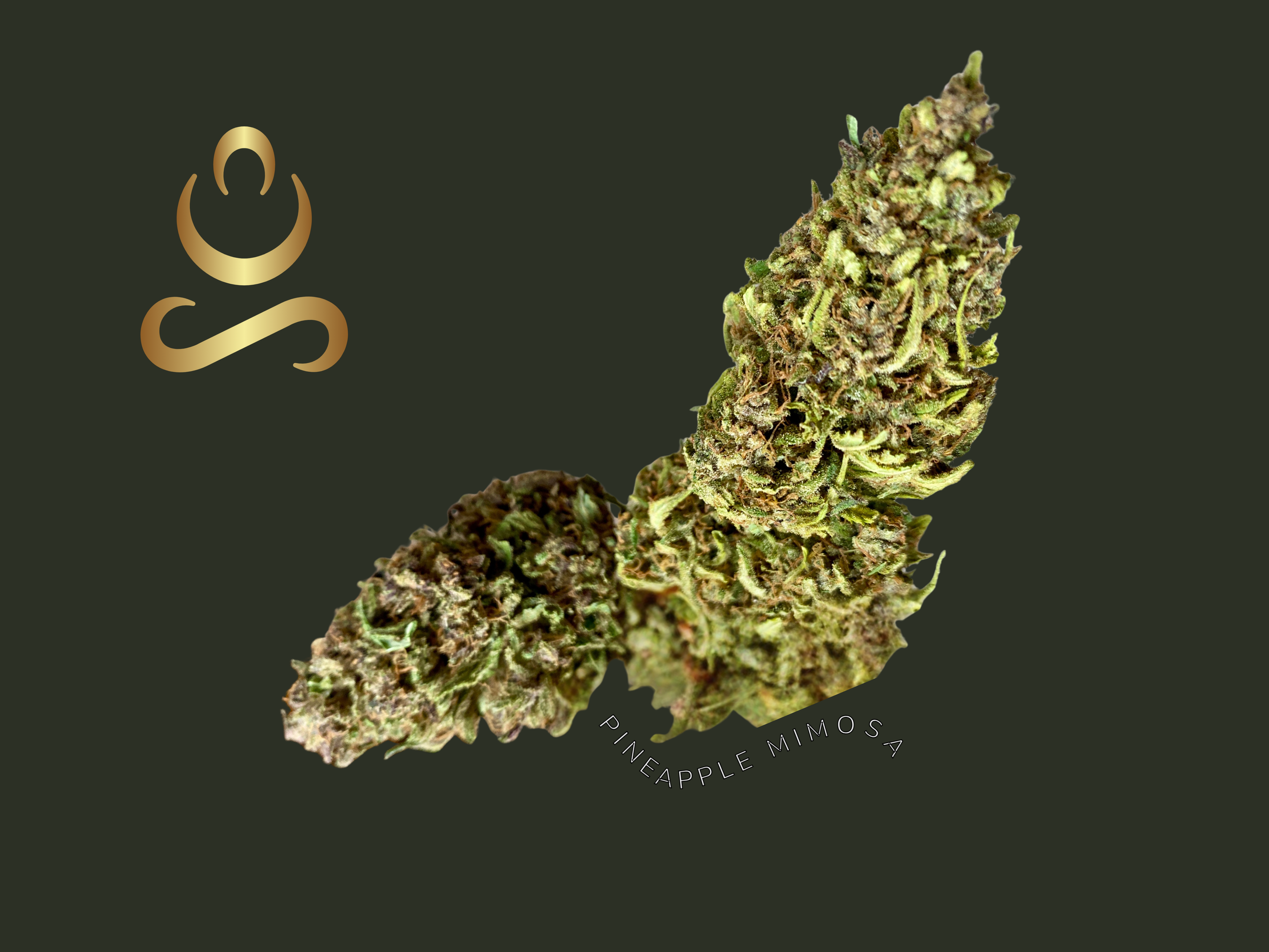 Mimosa aum sativa Cbd bio premium.png