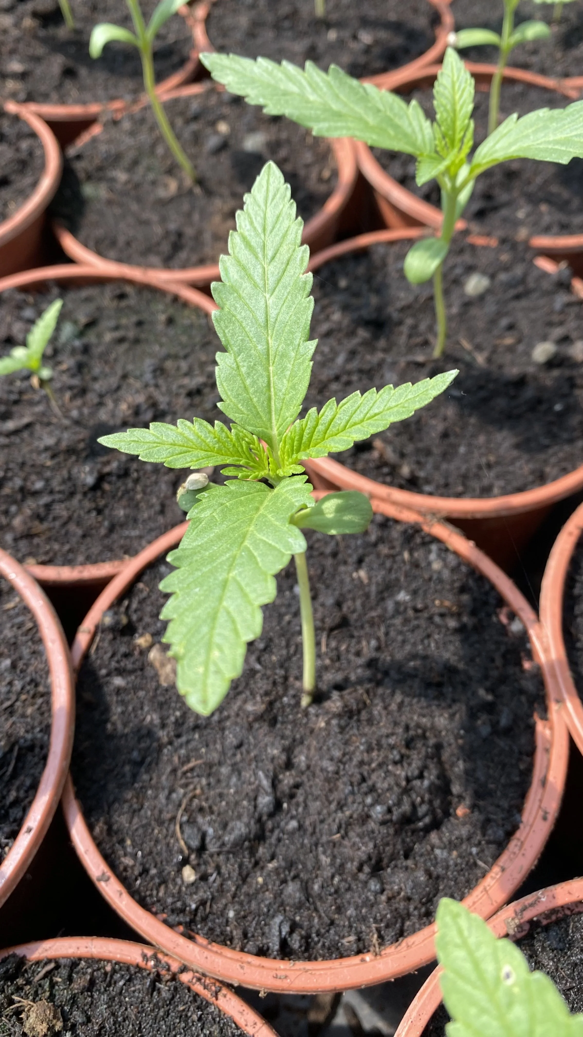 Jeunes plants de cbd Aum sativa de génétique high alpine qui sont ensuite cultivé en bio, zéro pesticide, zéro engrais chimique