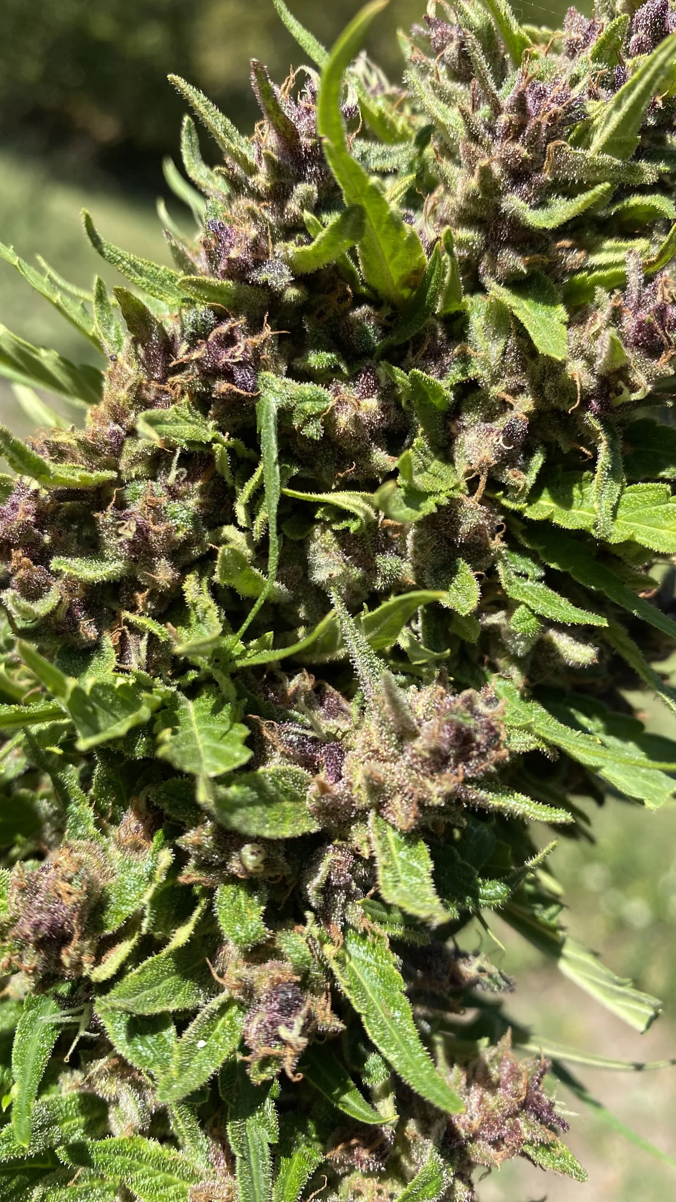 cbd_Aumsativa25.jpg