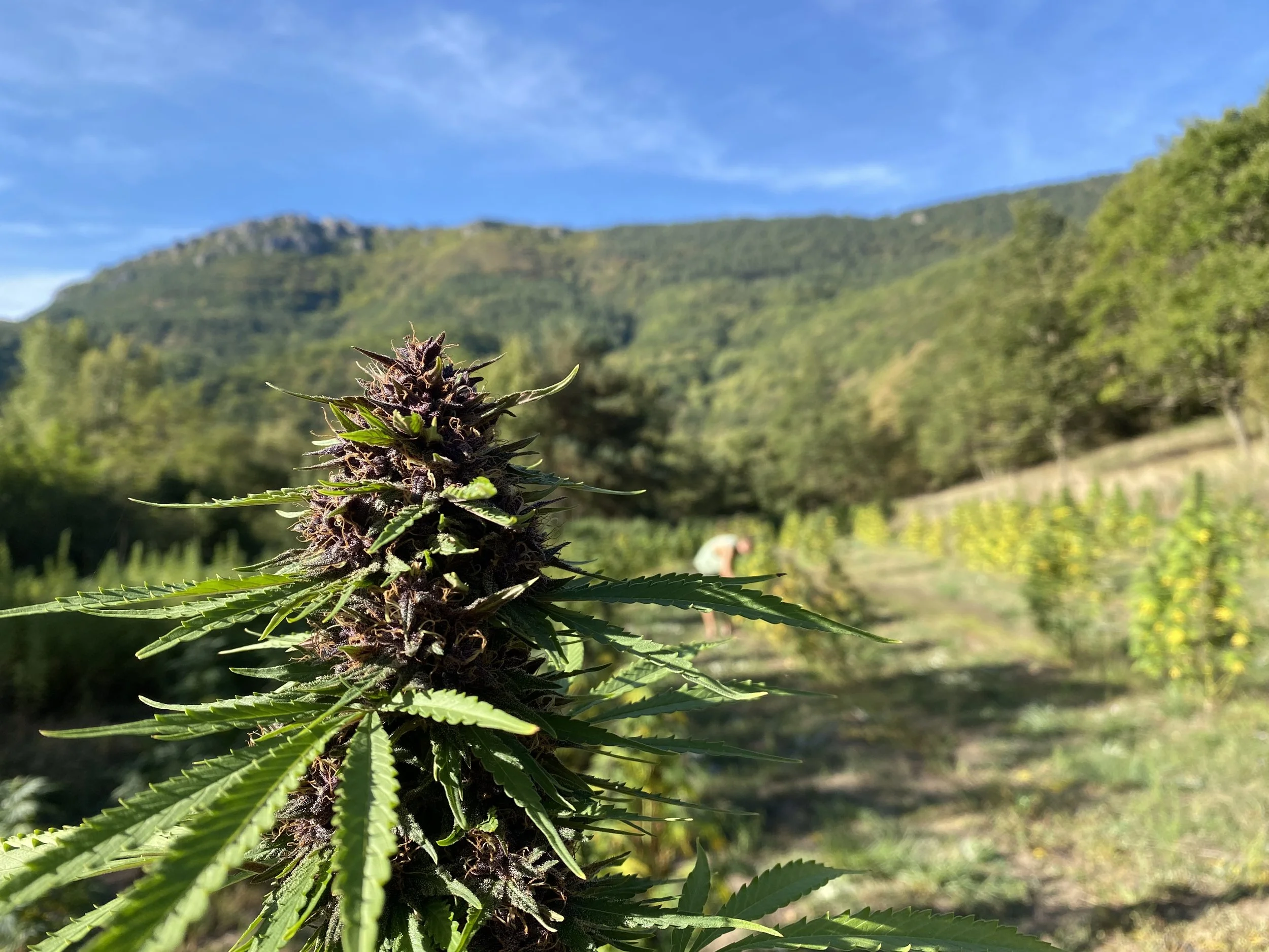 Pied de chanvre CBD bio du domaine AUM SATIVA en Lozère, au coeur du parc National des Cévennes