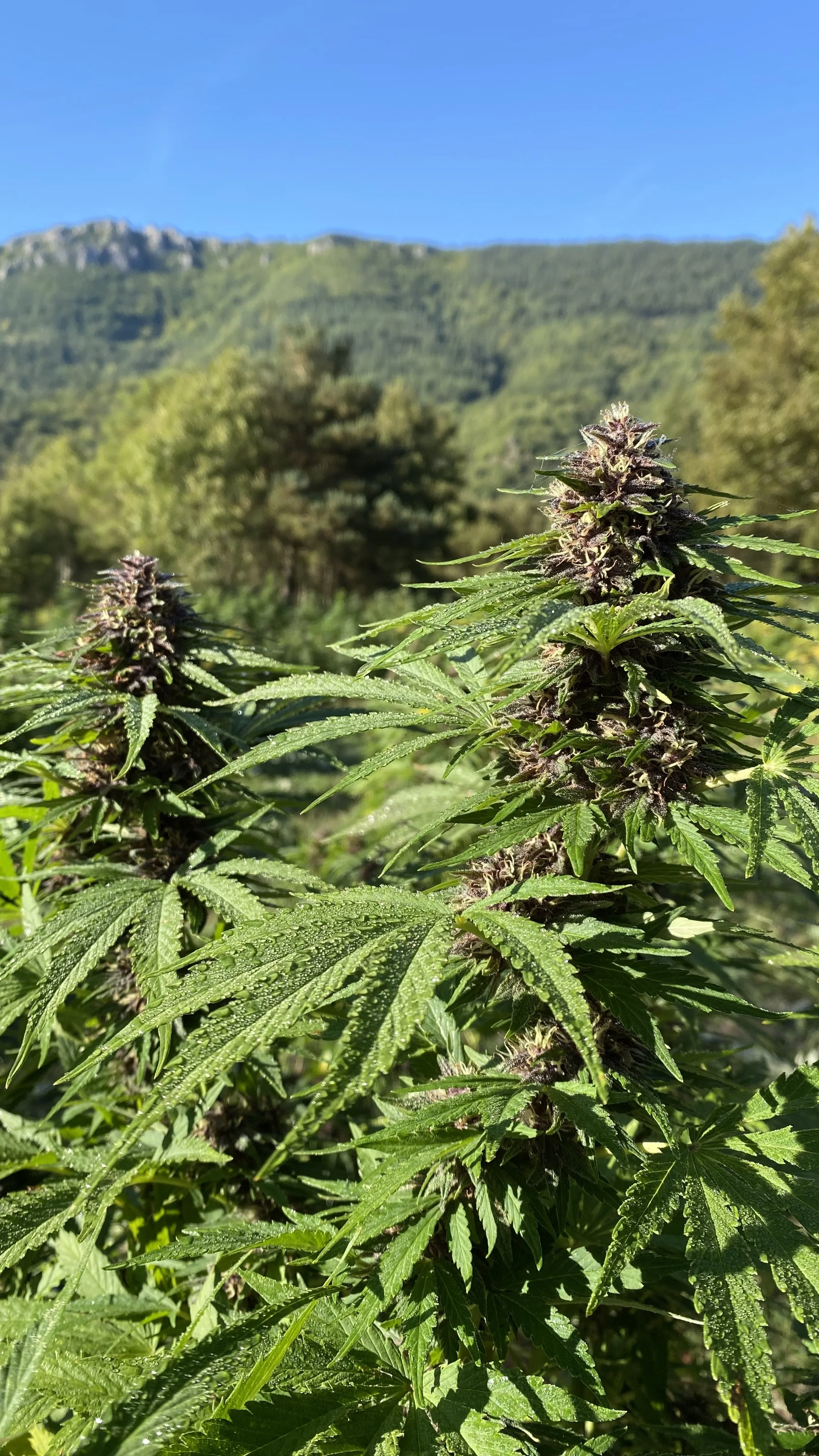 CbdBio_parcnationalLozere.jpg