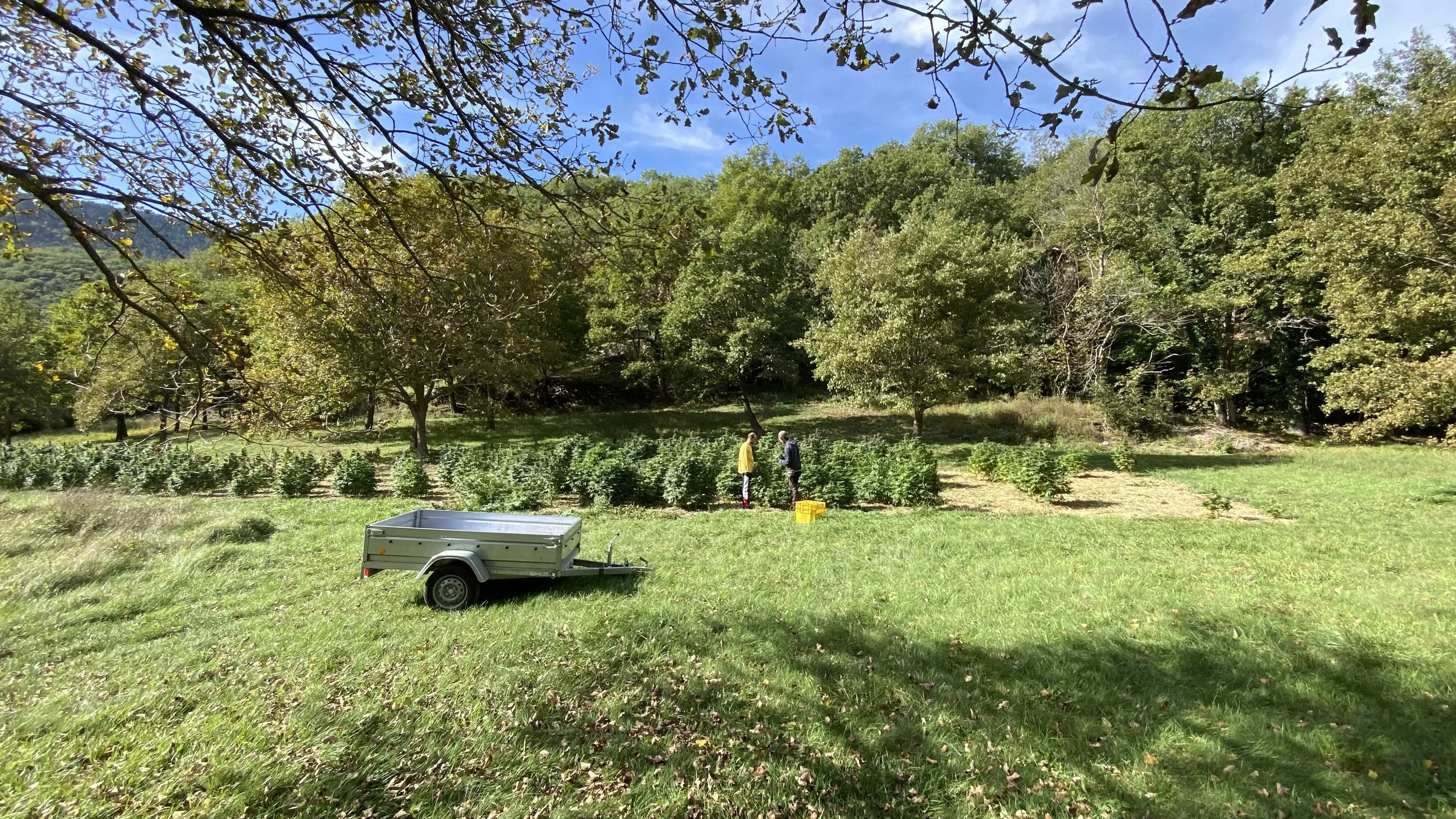 Effeuillage à l'automne au Domaine Aum Sativa en Lozère : berceau de notre CBD d'exception