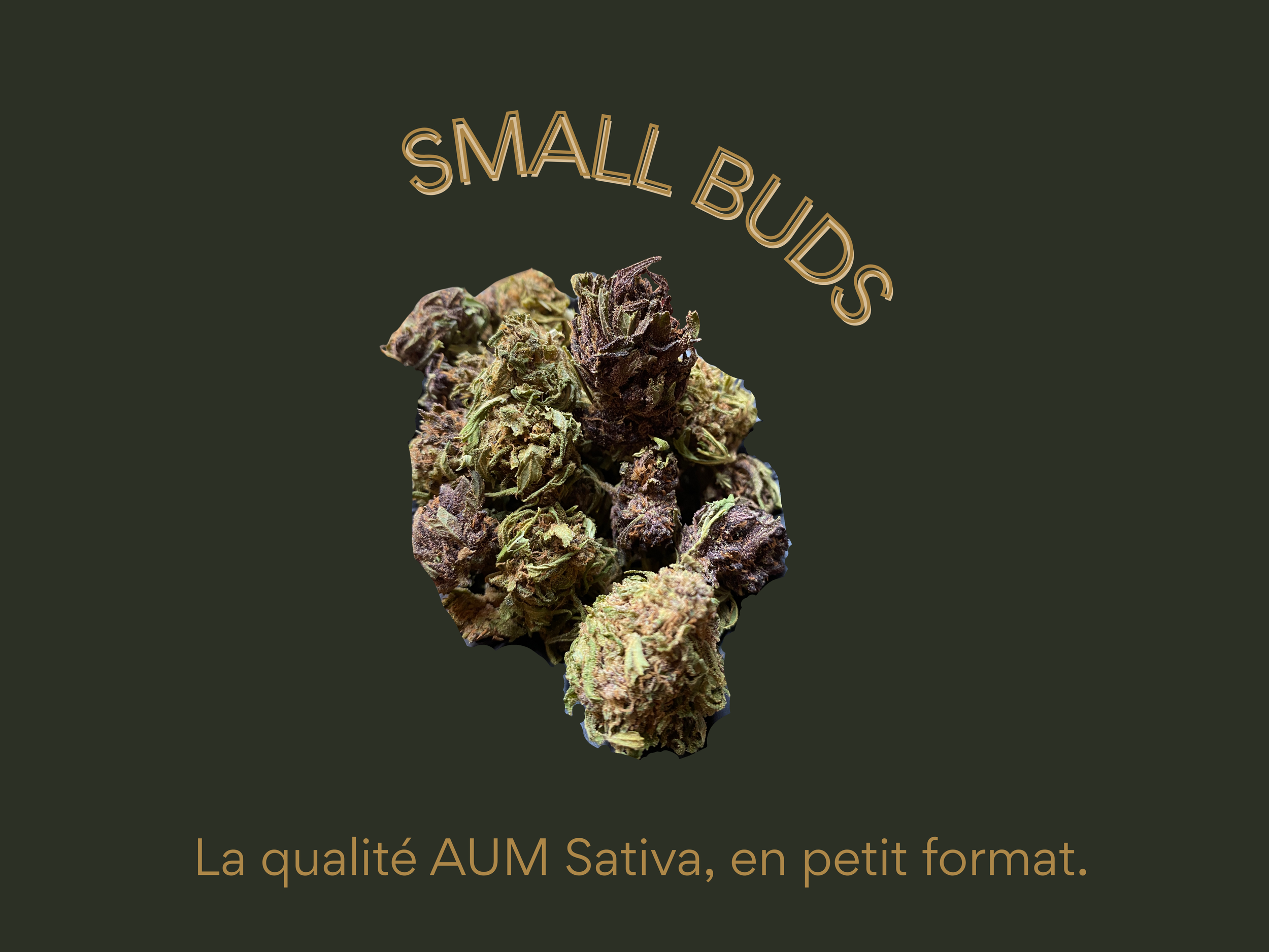 Visuel de Small Buds de cbd du domaine Aum Sativa en Cévennes Lozerienne