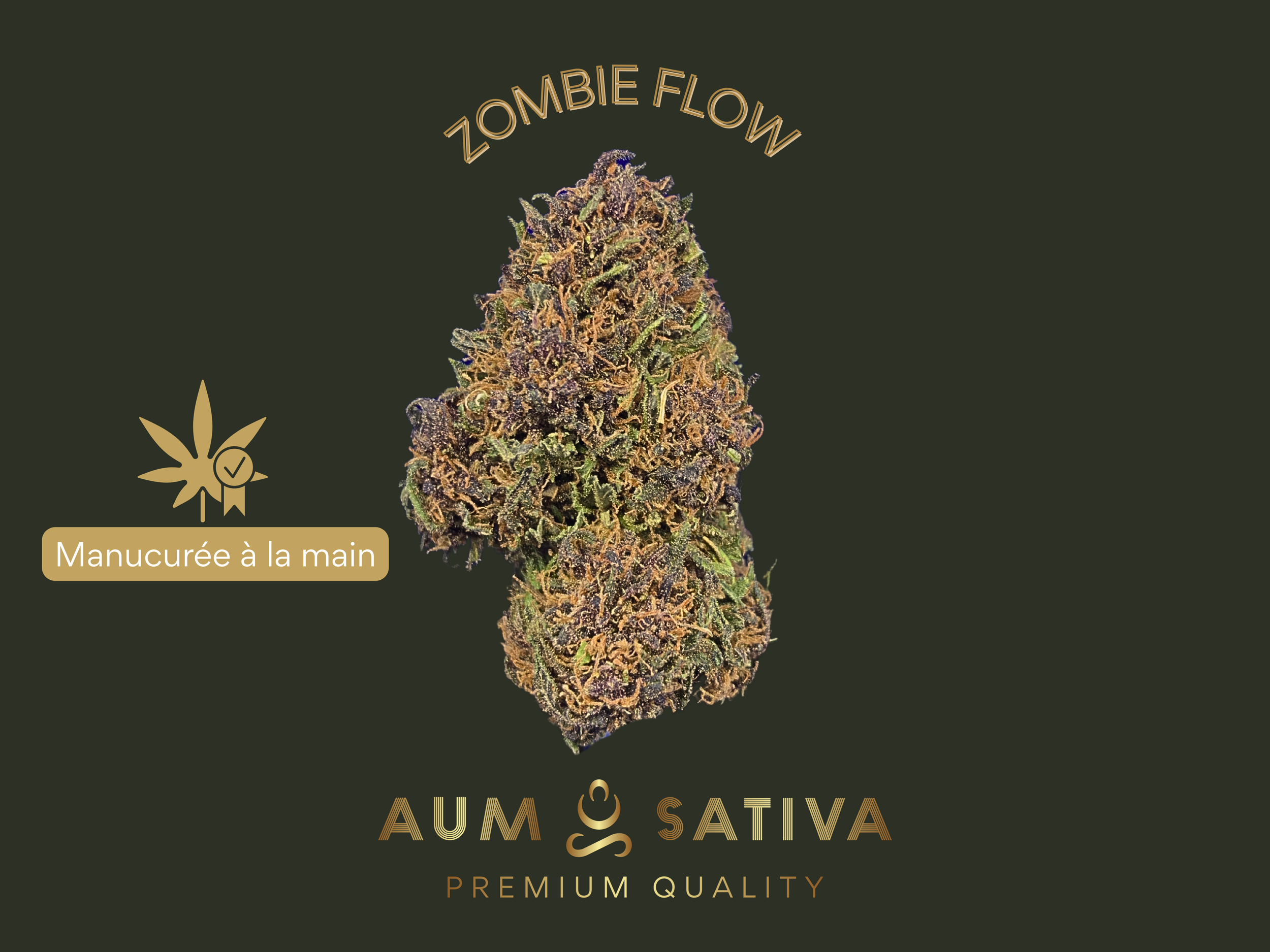 Fleur de CBD Zombie Flow cultivée en agriculture biologique par Aum Sativa en Lozère.