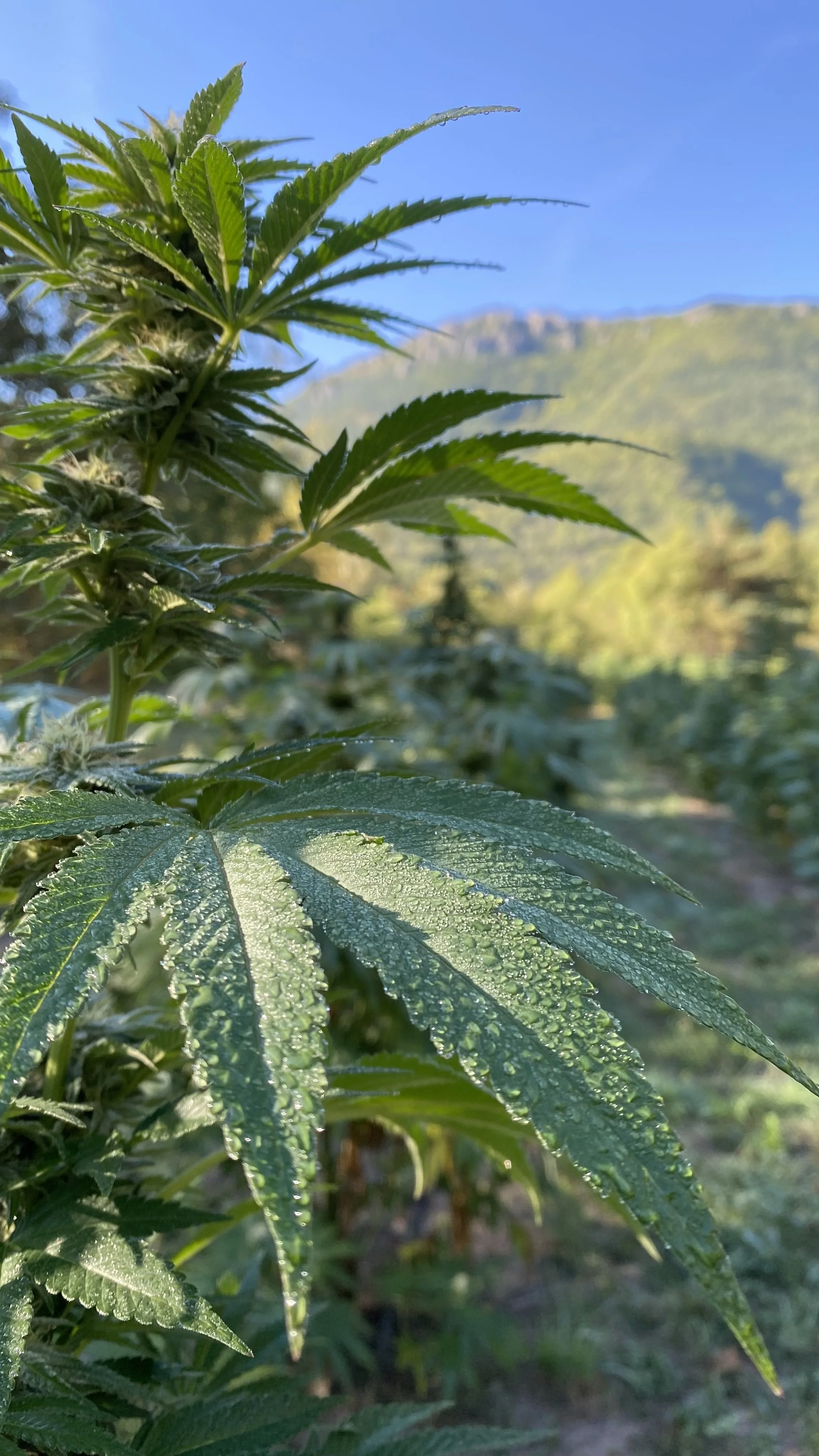 OrganicCBD_France.jpg