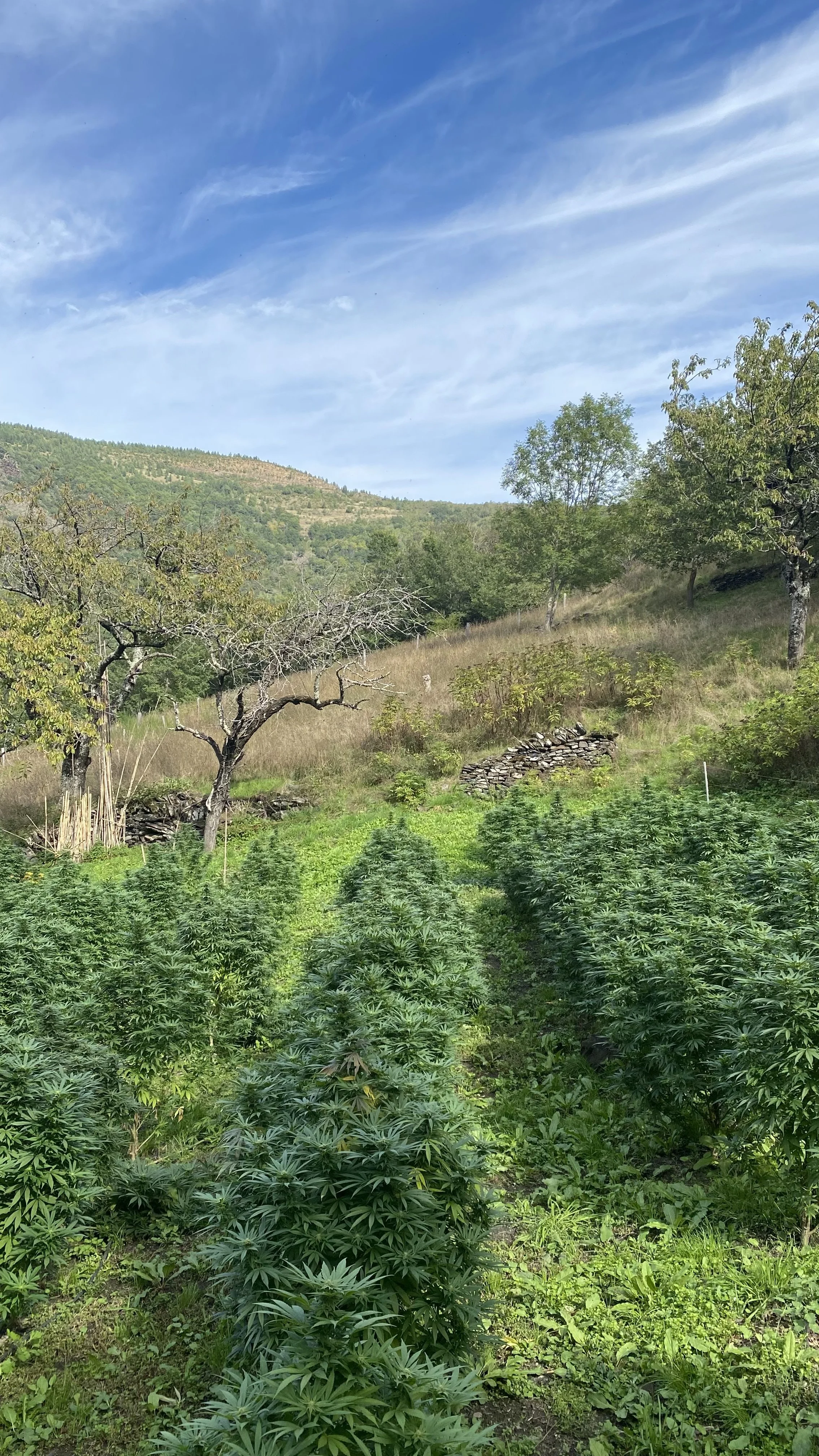 Petites parcelles de CBD bio en Lozère au domaine Aum Sativa
