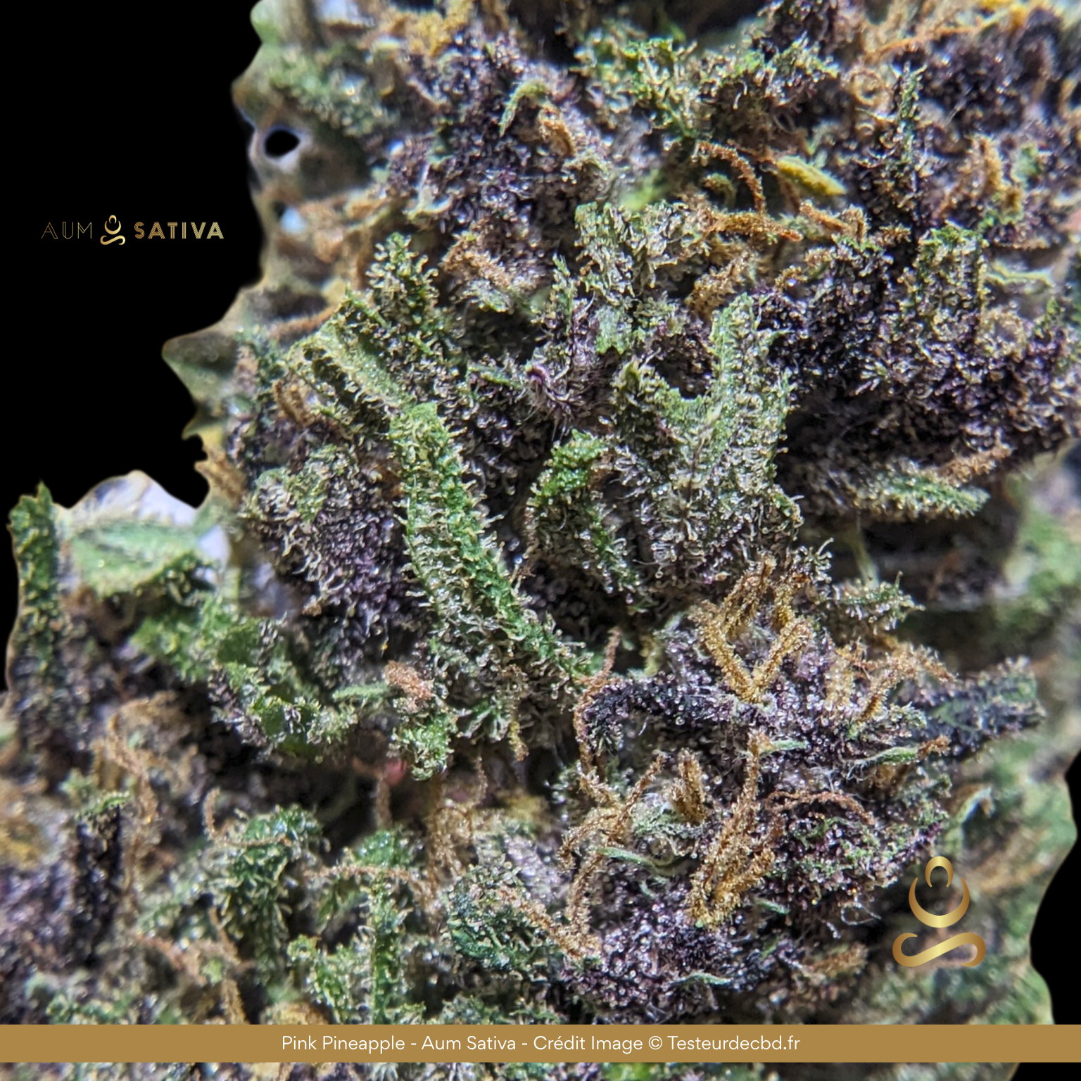 PinkPineapple_Aum Sativa - Crédit Image.png