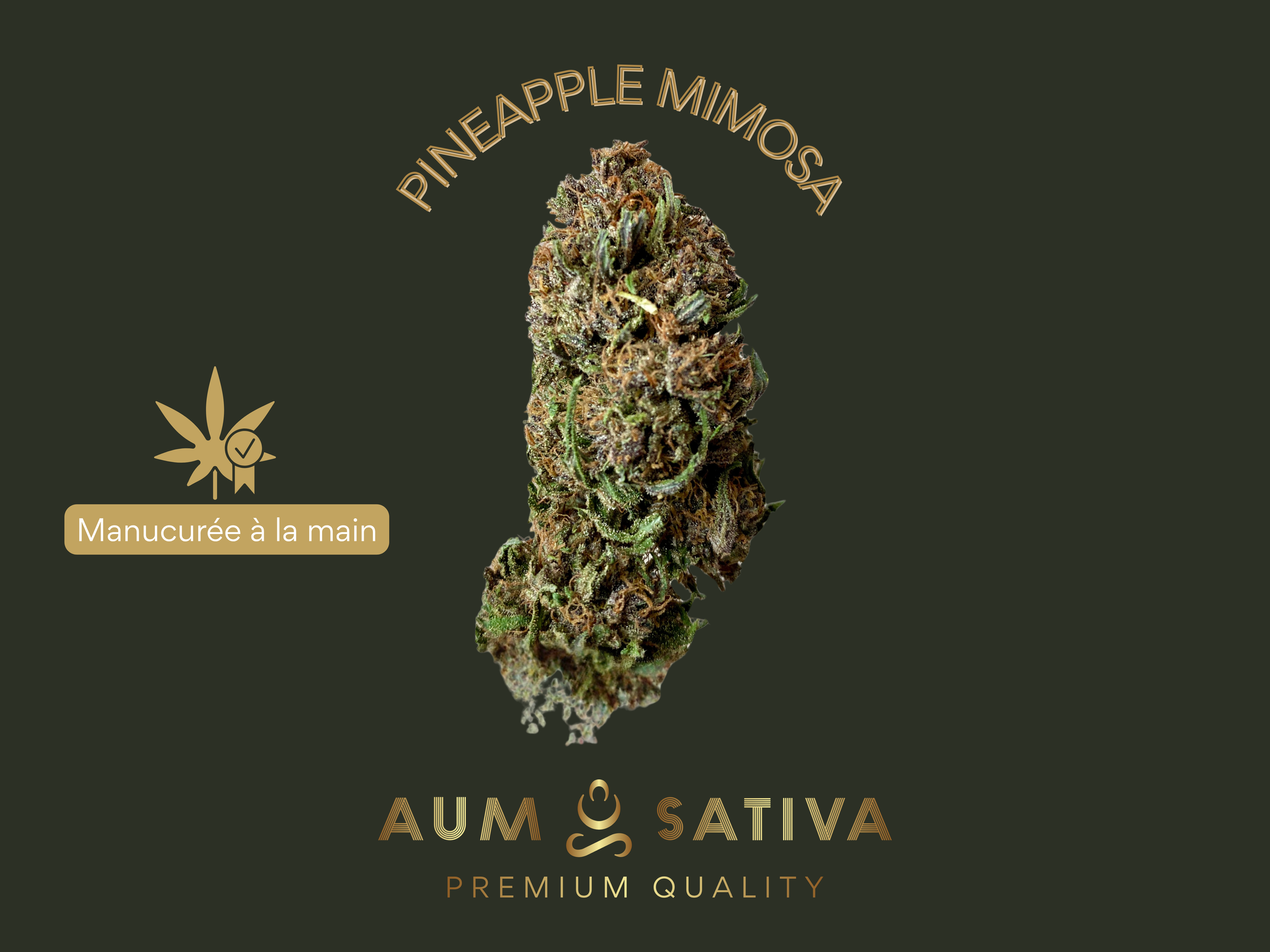 Fleur de CBD Pineapple Mimosa cultivée en agriculture biologique par Aum Sativa en Lozère.