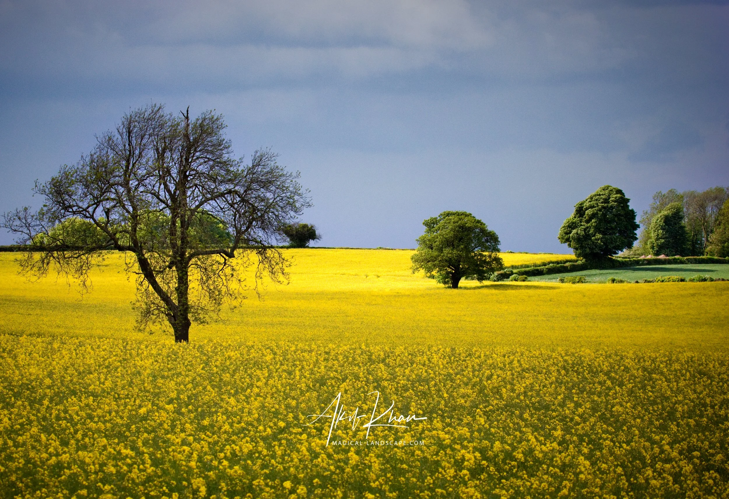 yellow fields.jpg