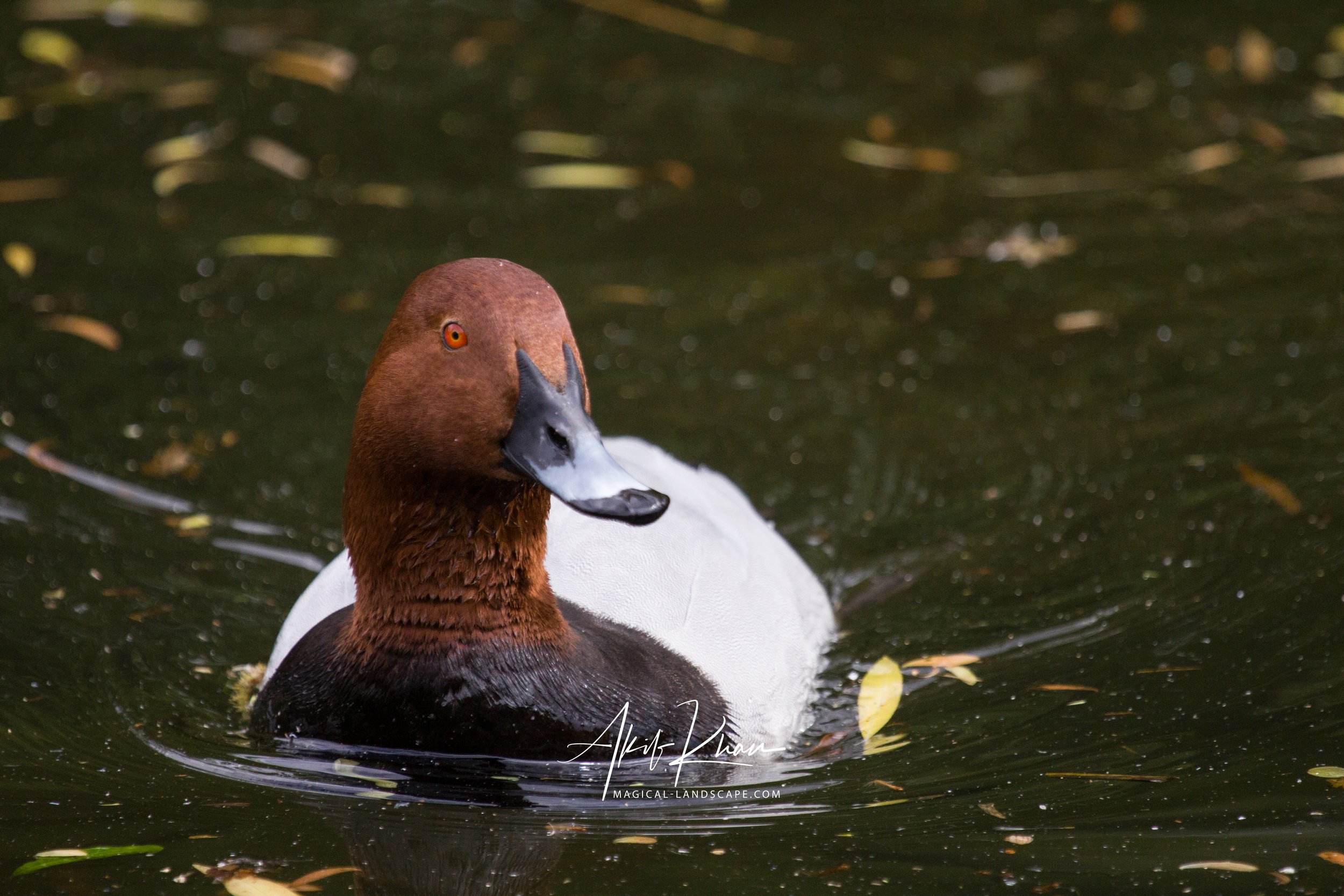 st james's park-13.jpg
