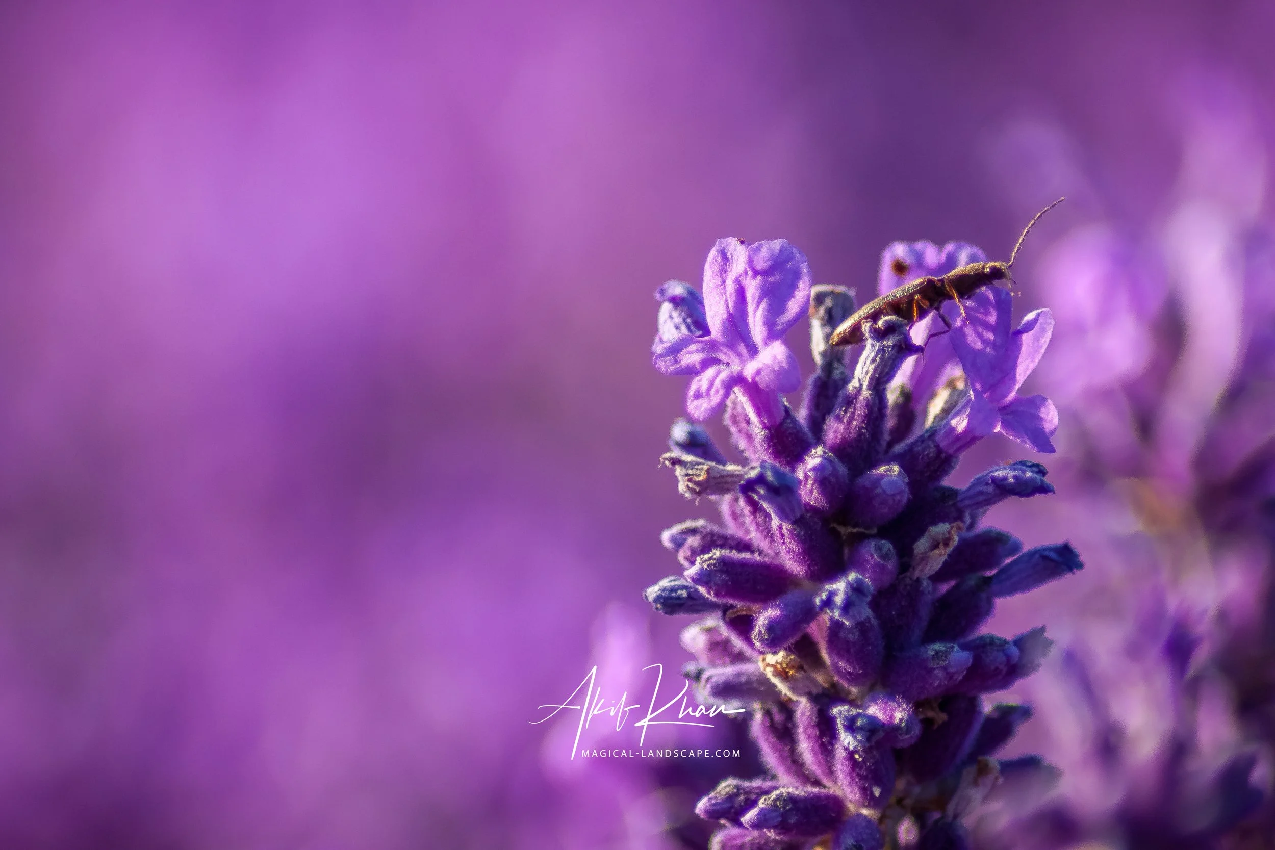 lavender field-4.jpg