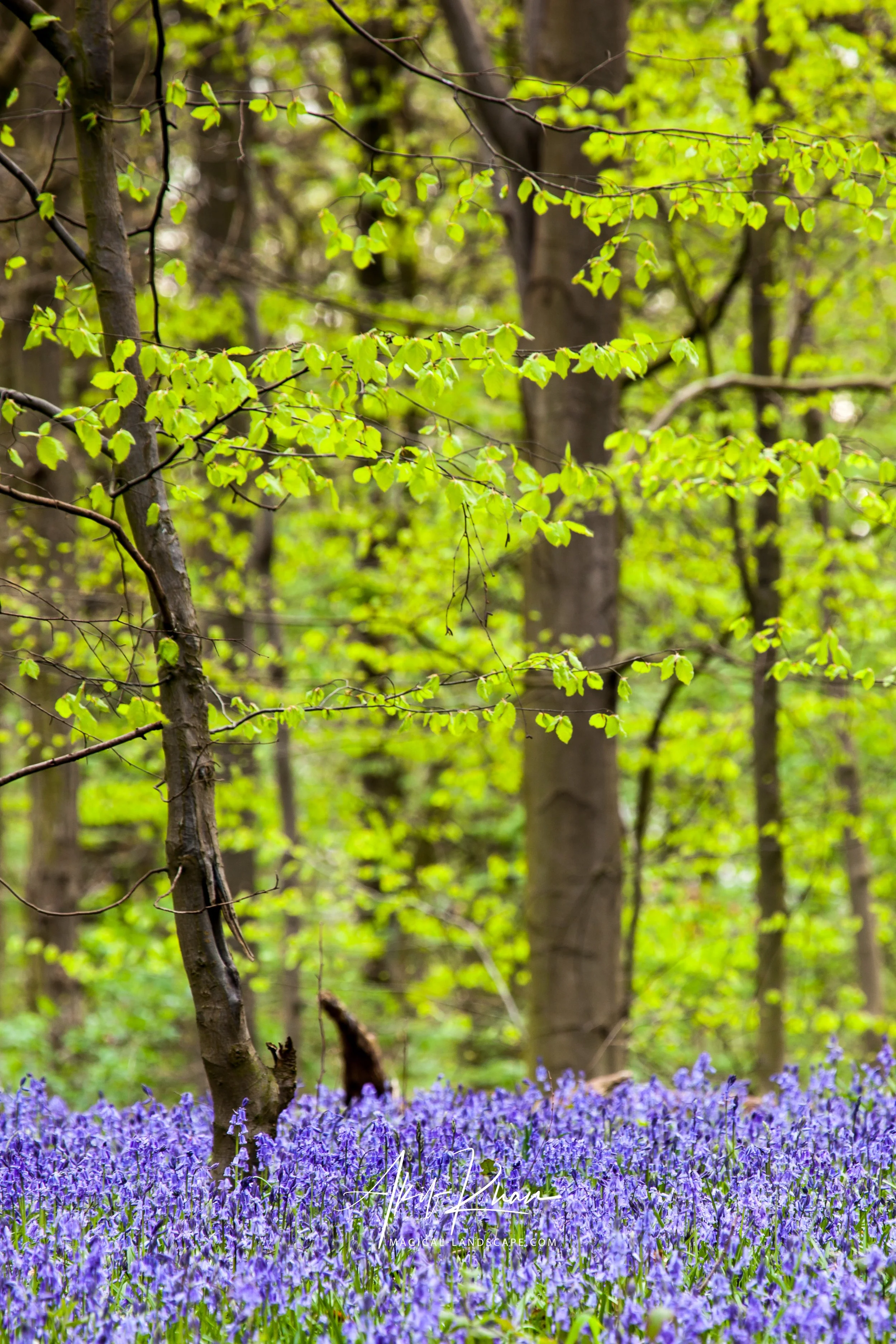 Peak district -67.jpg