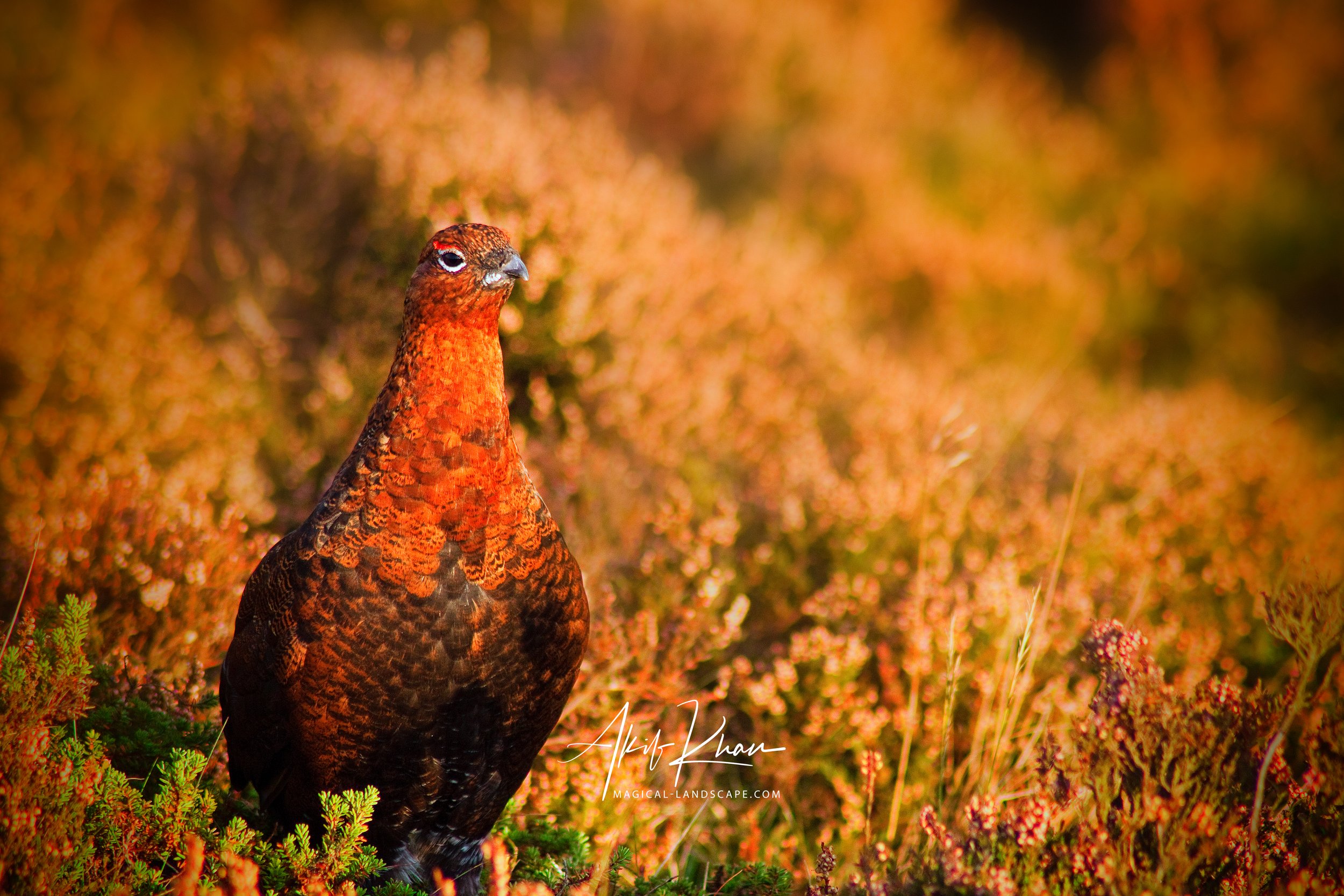 Peak district -19.jpg