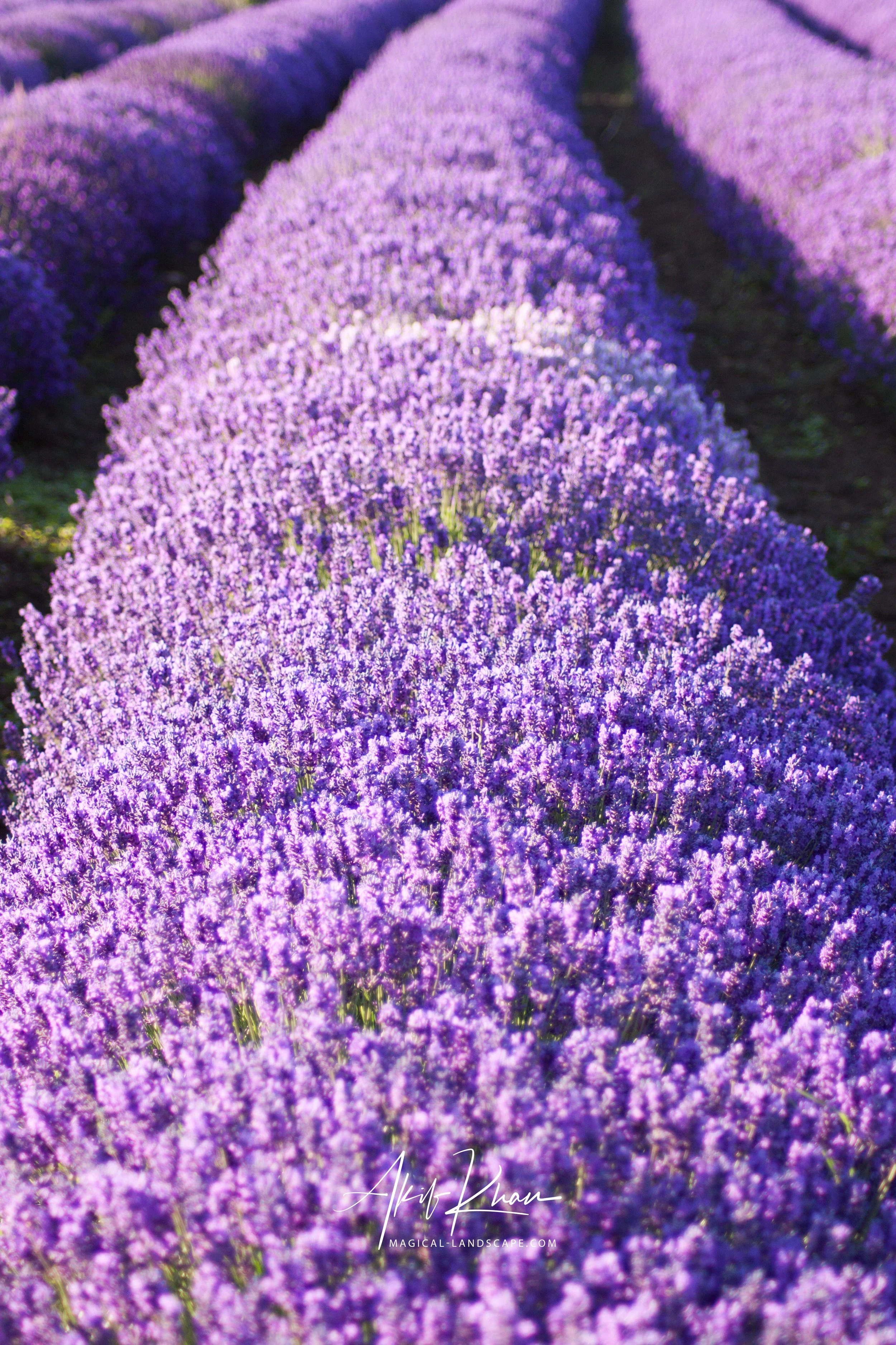 lavender field-6.jpg