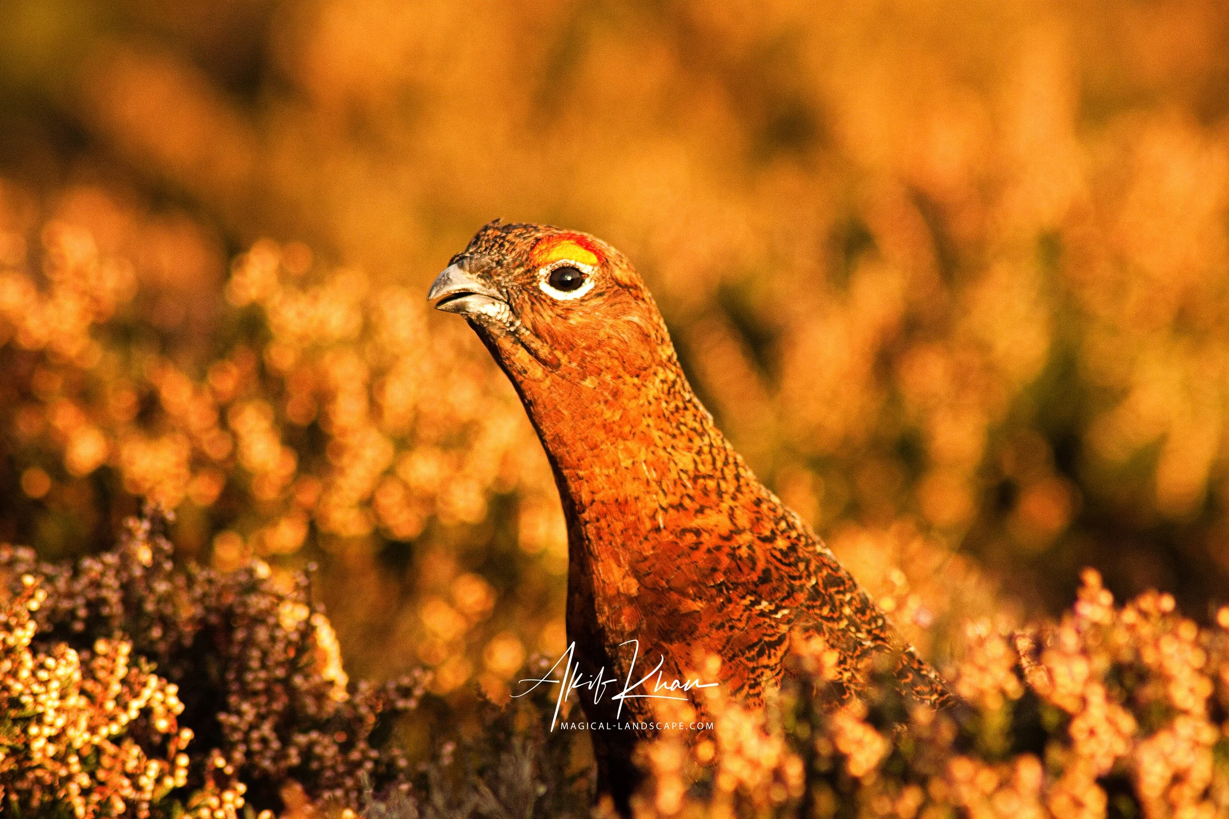 Peak district -20.jpg