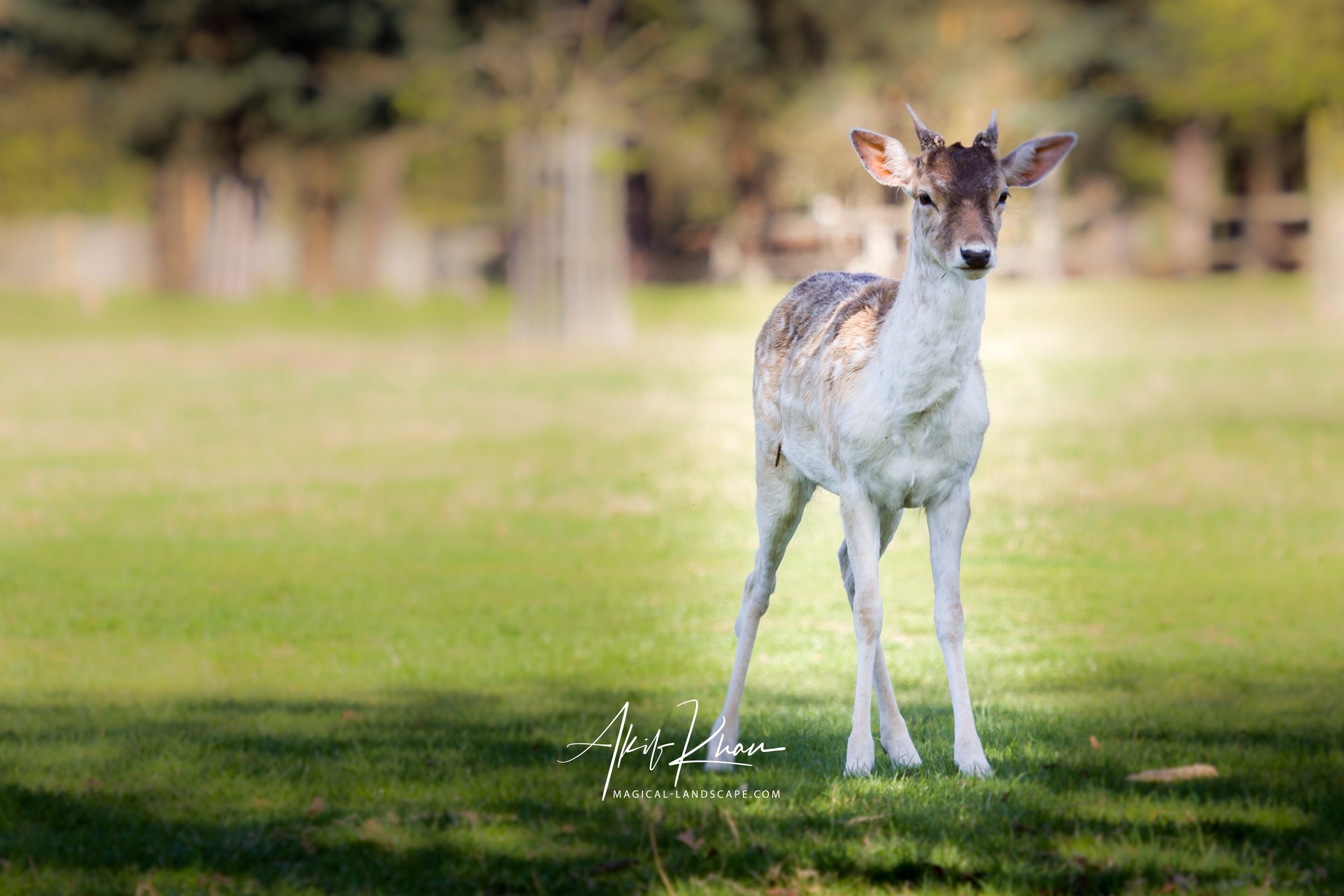 richmond park-12.jpg