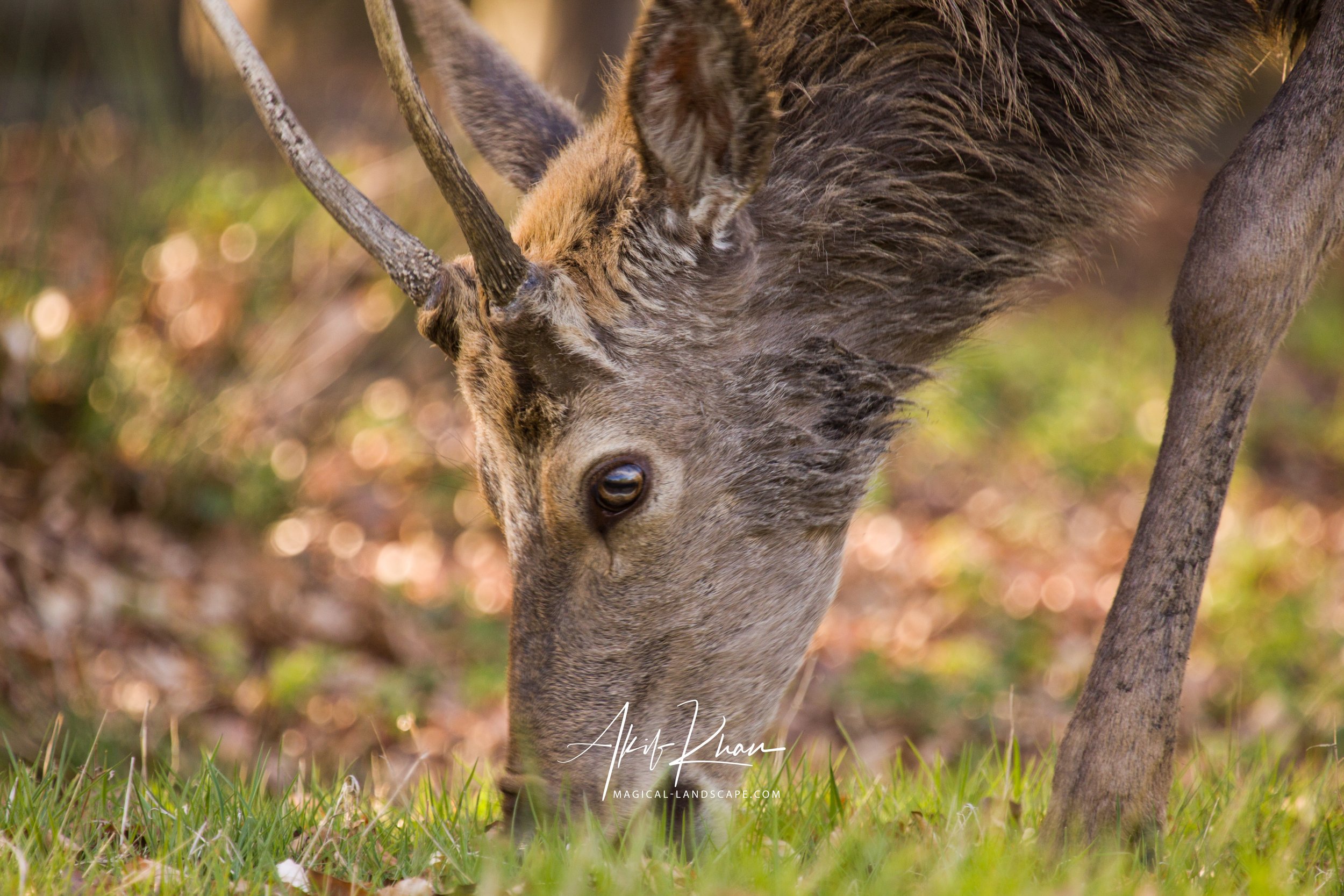 richmond park-3.jpg