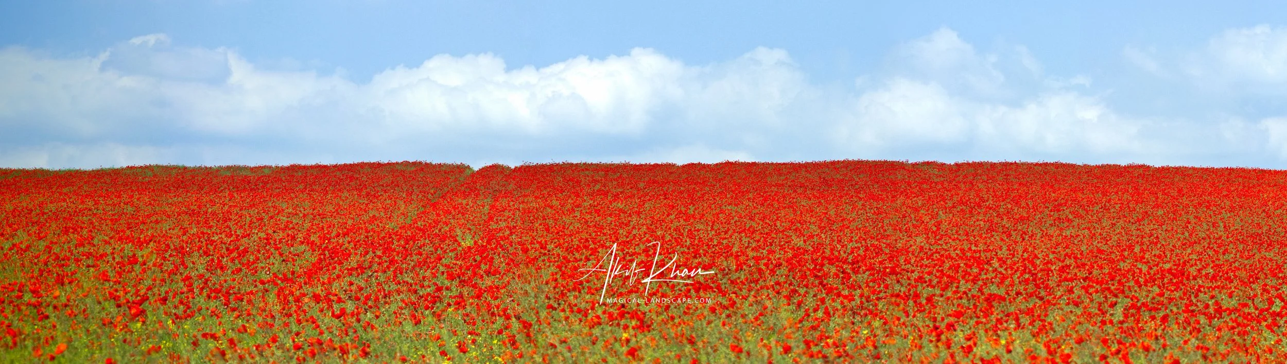 poppy pano 4.jpg