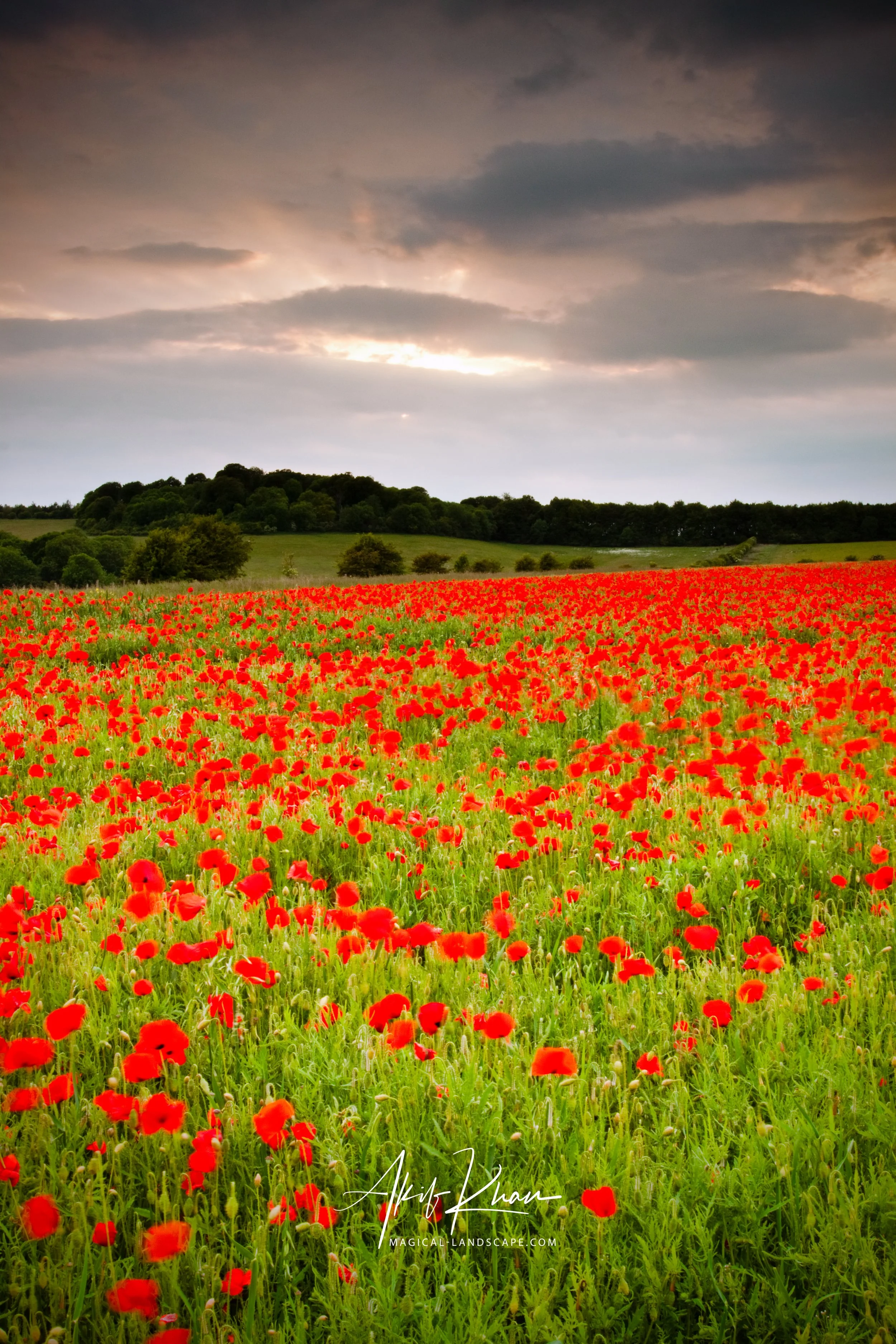 red poppies-2.jpg