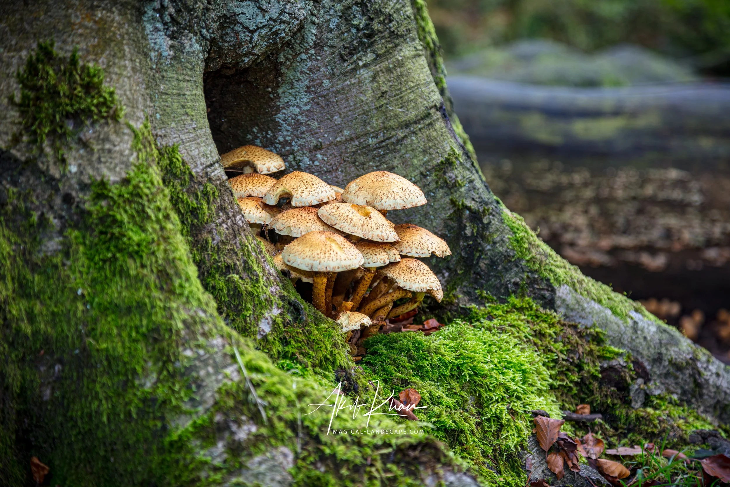 Peak district -82.jpg