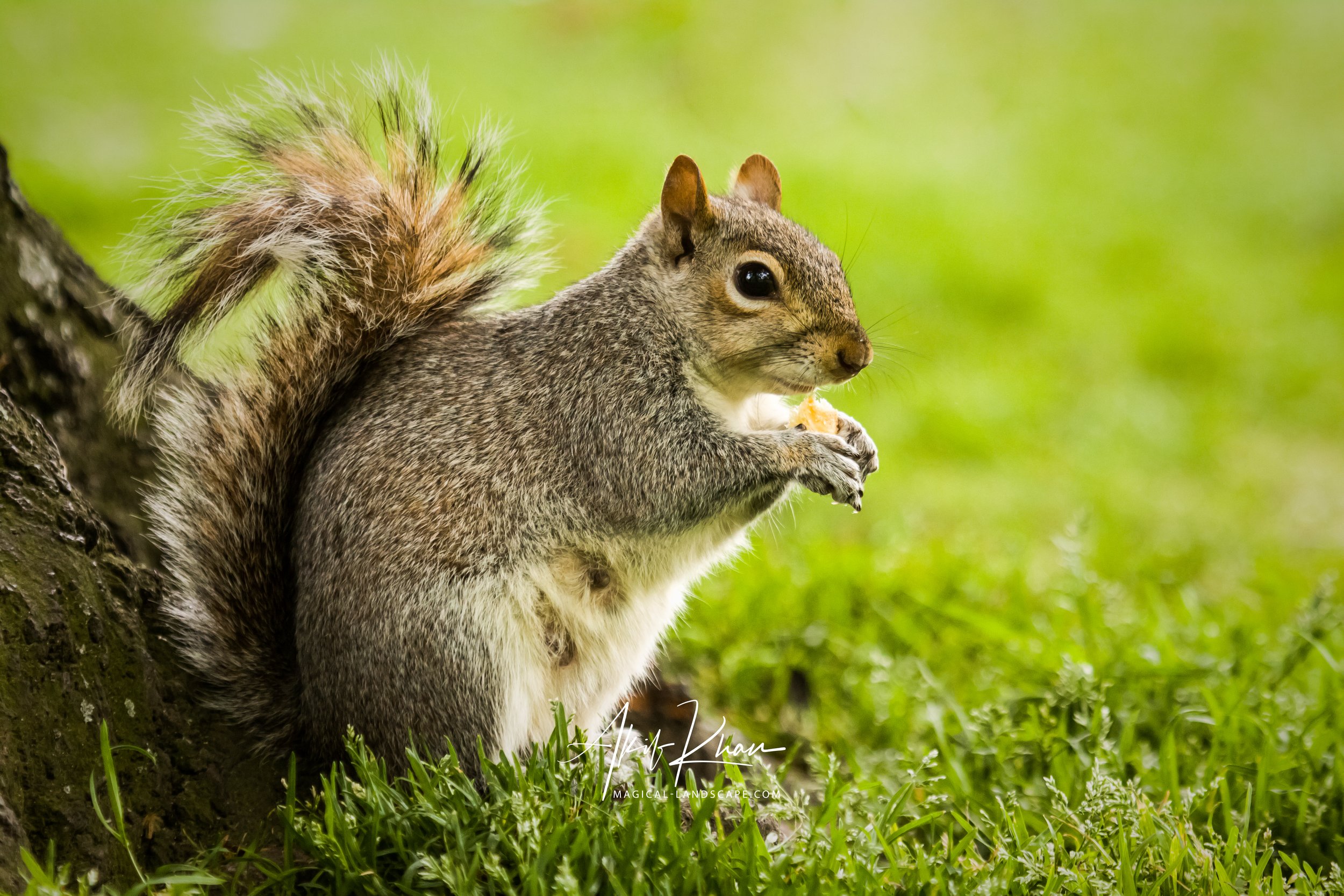 st james's park-10.jpg