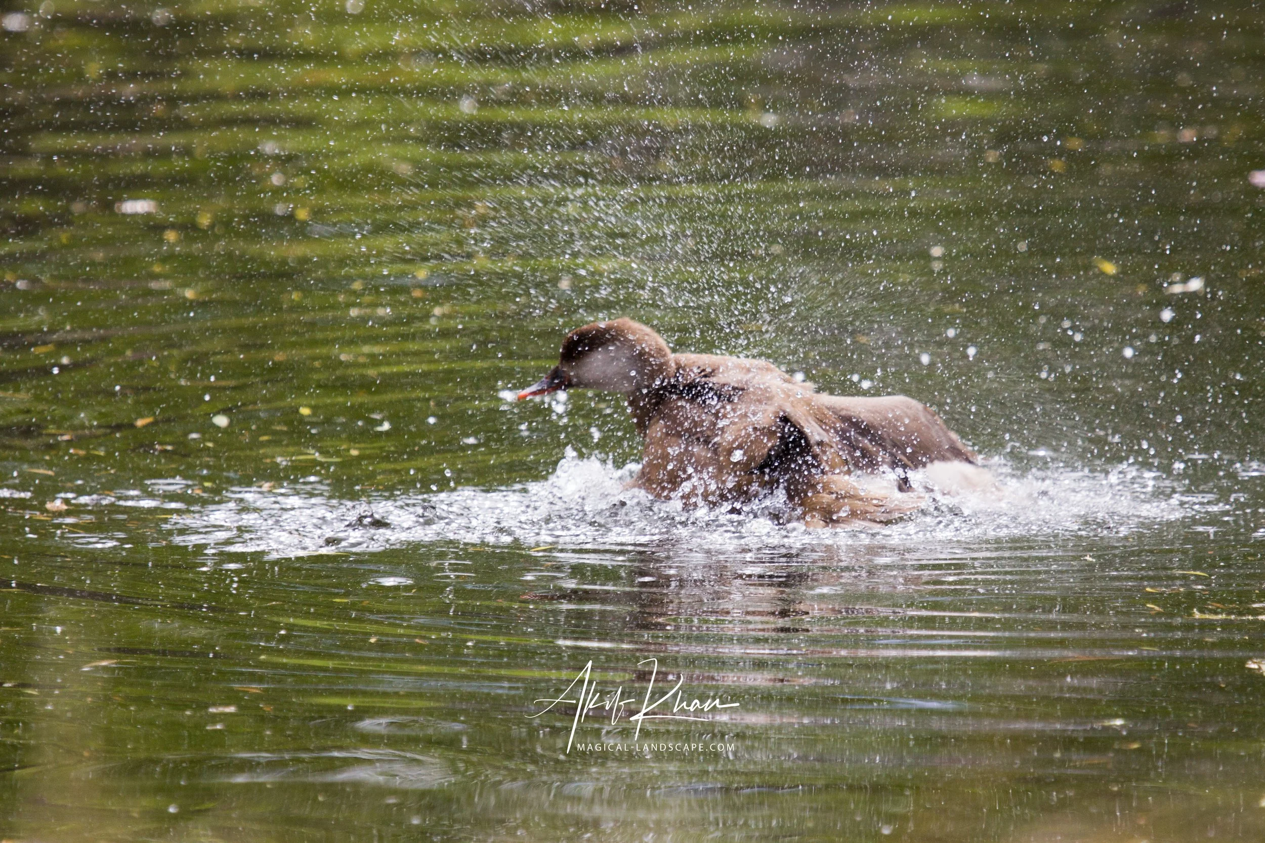 st james's park-14.jpg
